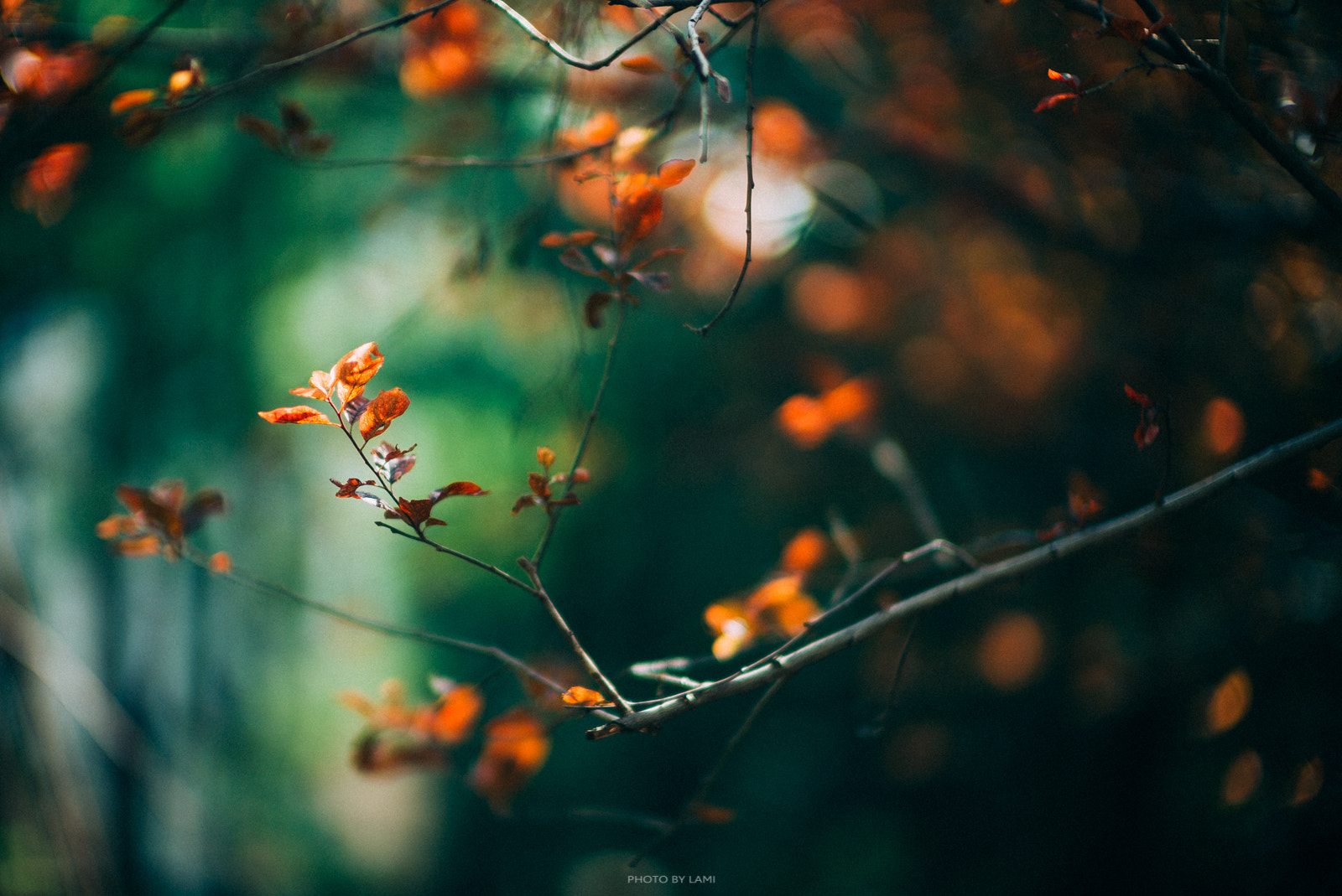 Leica Noctilux-M 50mm F0.95 ASPH sample photo. Leaf photography