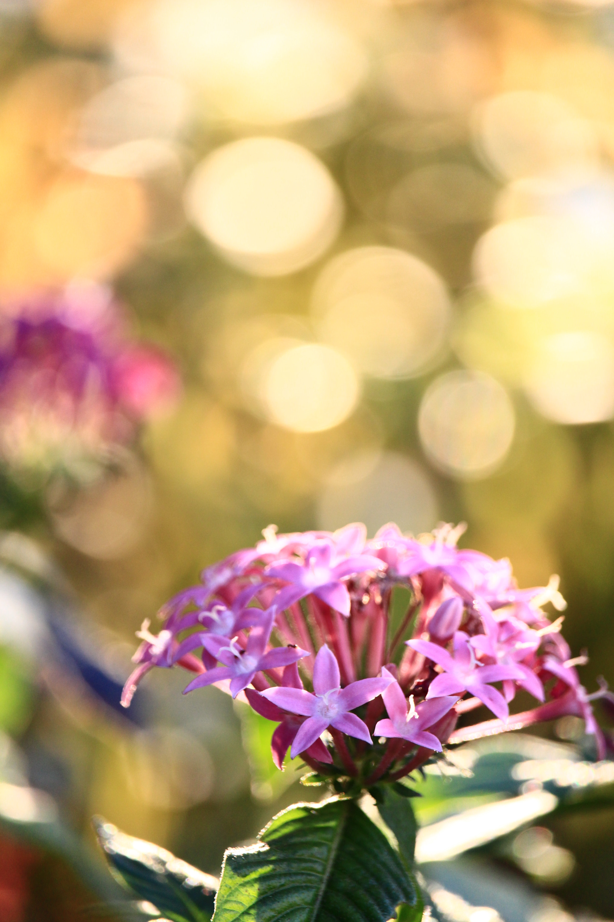 Canon EOS 700D (EOS Rebel T5i / EOS Kiss X7i) sample photo. Toward the end of summer photography