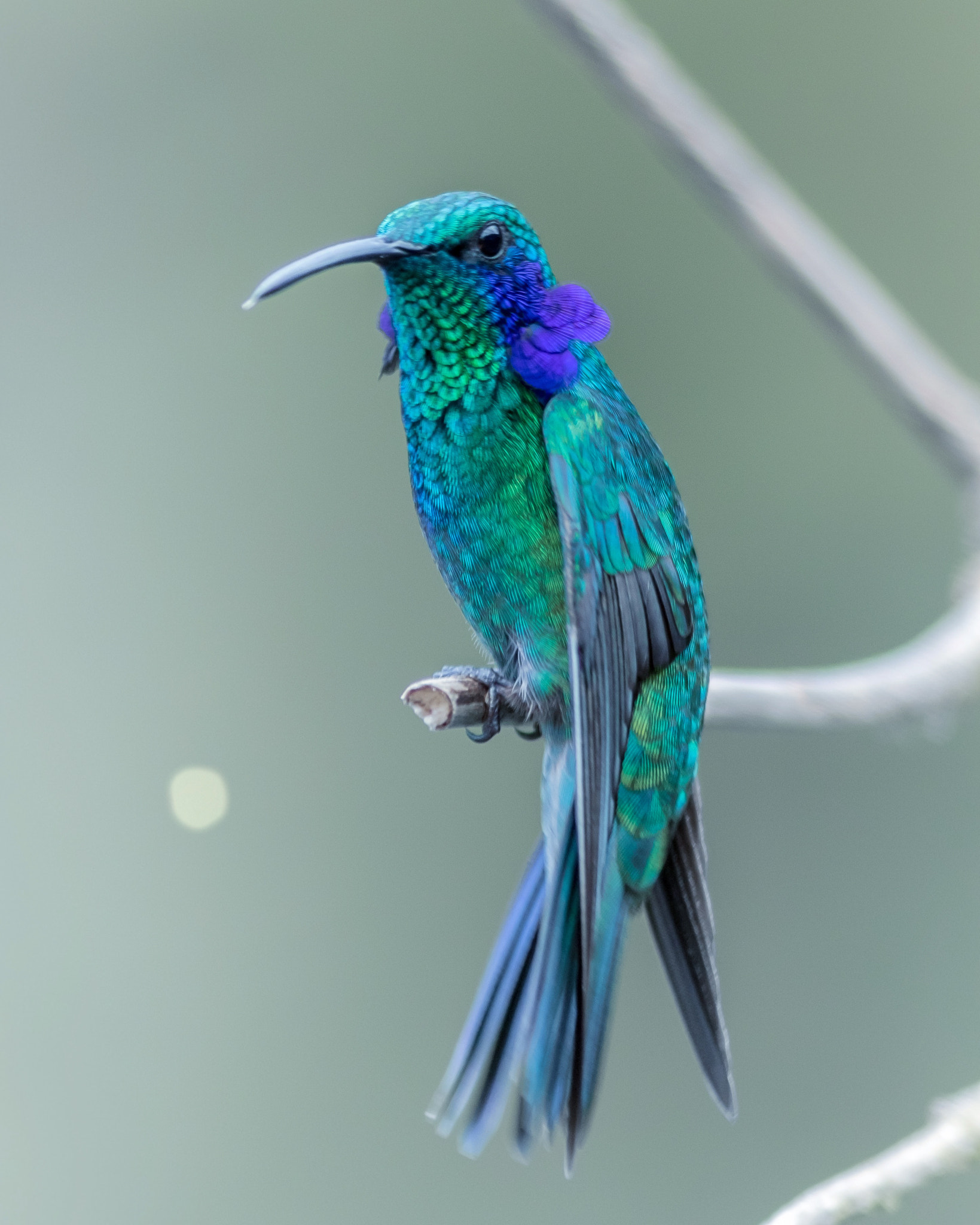 Canon EOS 7D Mark II + Canon EF 300mm F4L IS USM sample photo. Real beauty ... thats what hummingbirds are!  photography