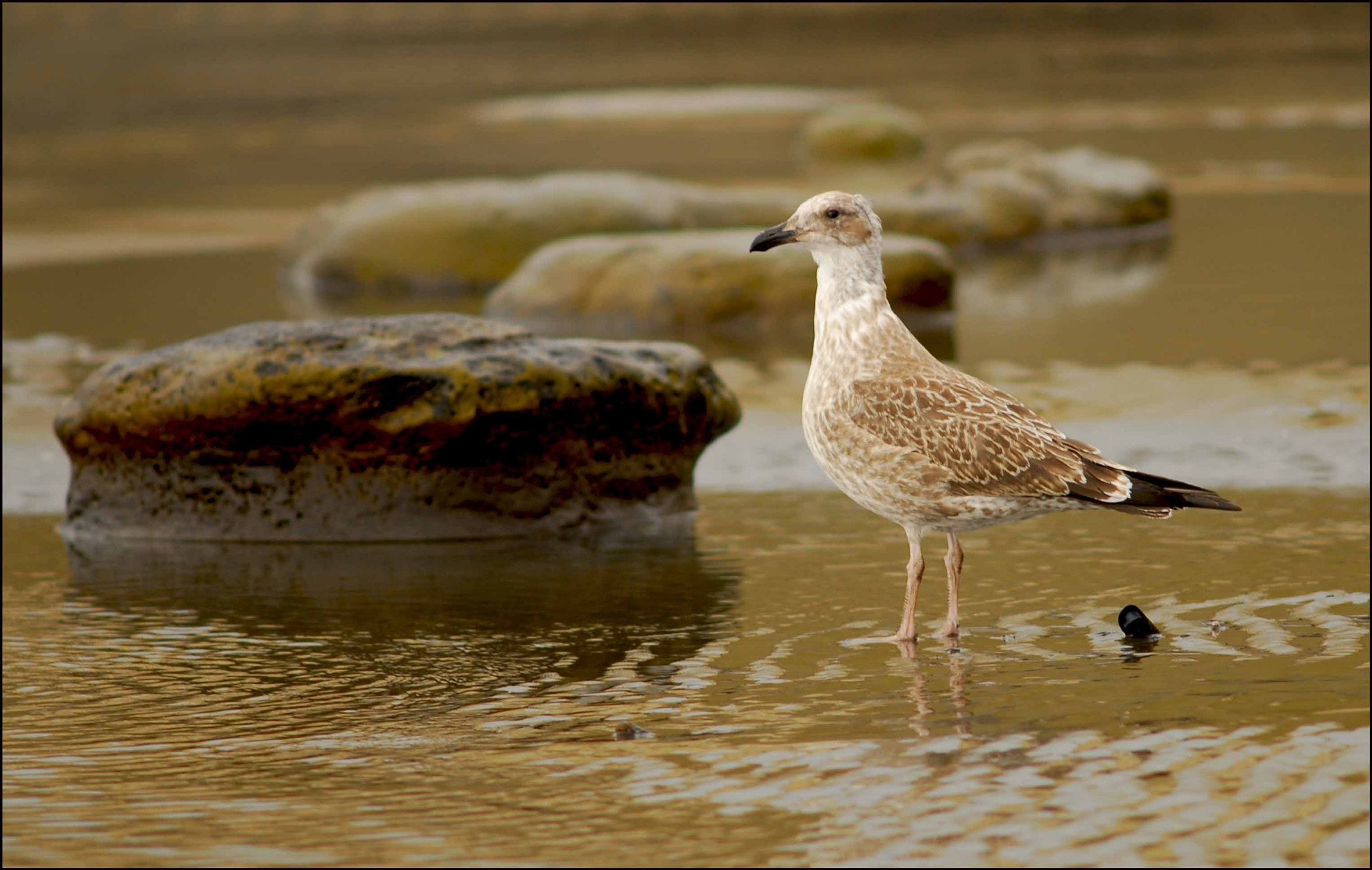 Nikon D200 + AF Nikkor 300mm f/4 IF-ED sample photo. Monteleon photography