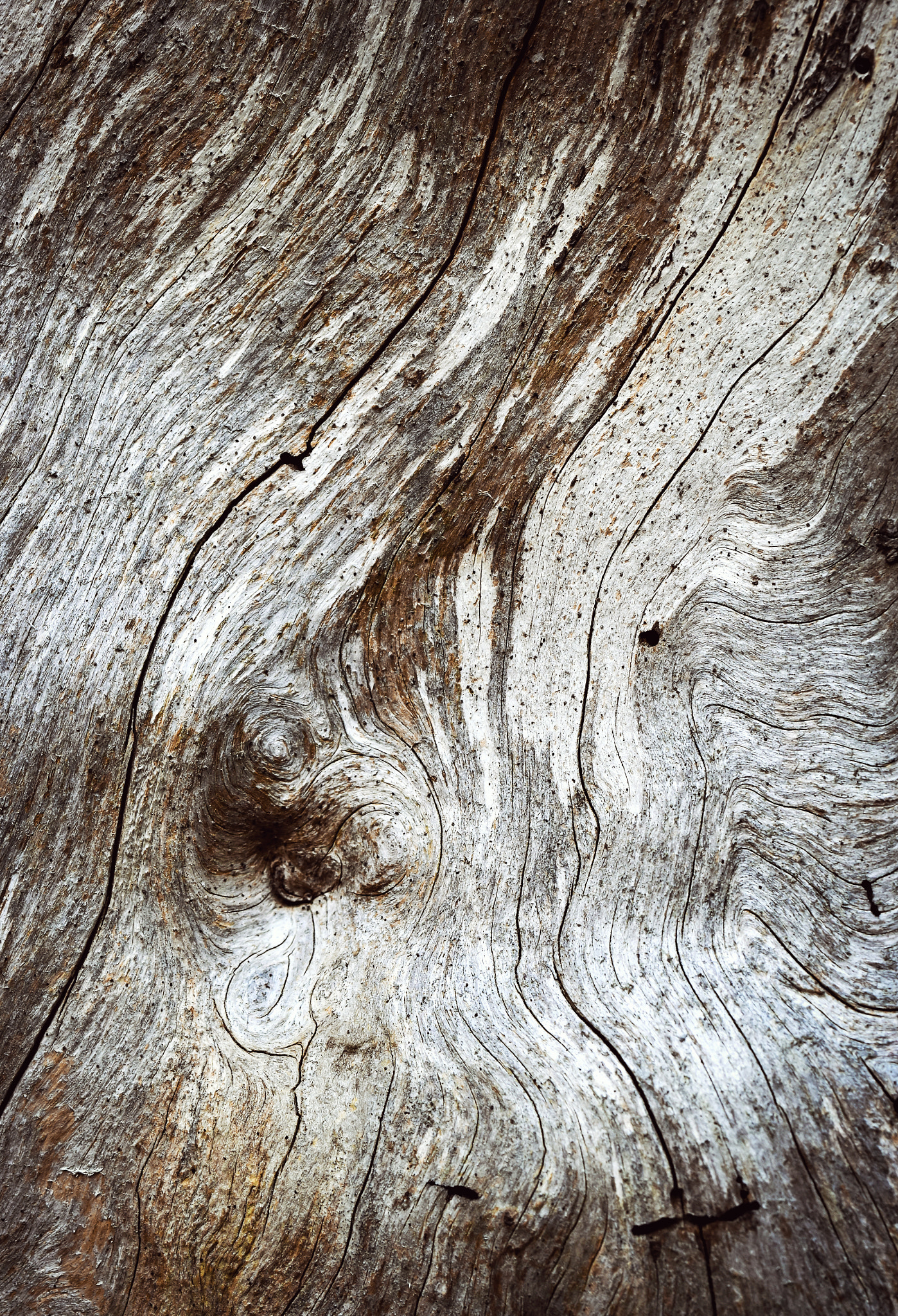 Nikon D5500 + Tamron SP 90mm F2.8 Di VC USD 1:1 Macro (F004) sample photo. Abstract drawing on old rotten wood photography