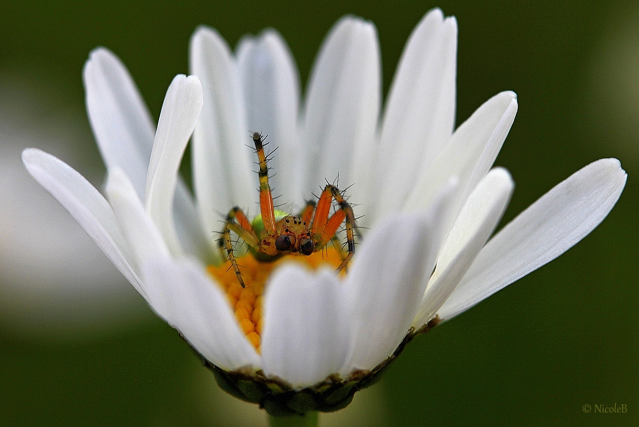 Canon EF-S 60mm F2.8 Macro USM sample photo. Araniella die kürbisspinne photography