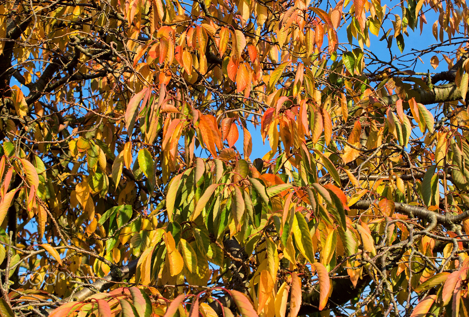Canon EOS 100D (EOS Rebel SL1 / EOS Kiss X7) sample photo. Autumn leaves photography