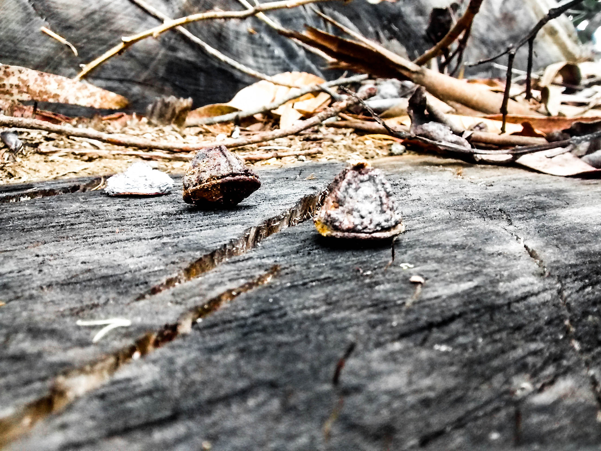 Motorola Moto G with 4G LTE (1st Gen) sample photo. Eucalyptus seed photography