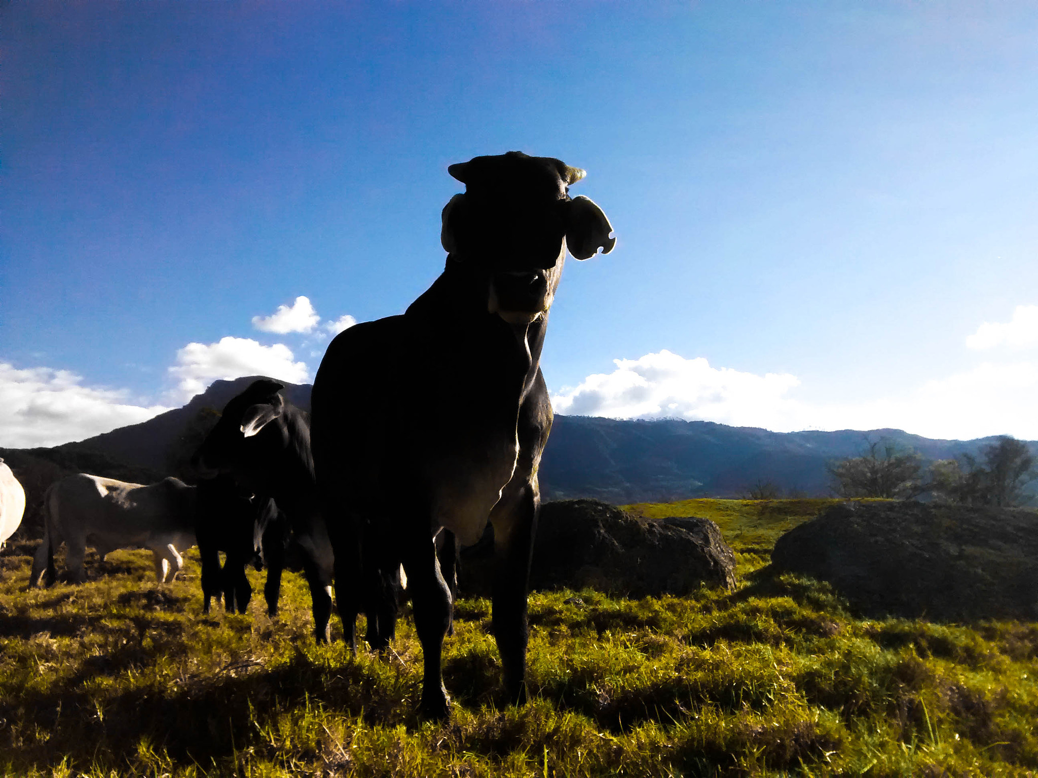 Motorola Moto G with 4G LTE (1st Gen) sample photo. The black cow photography