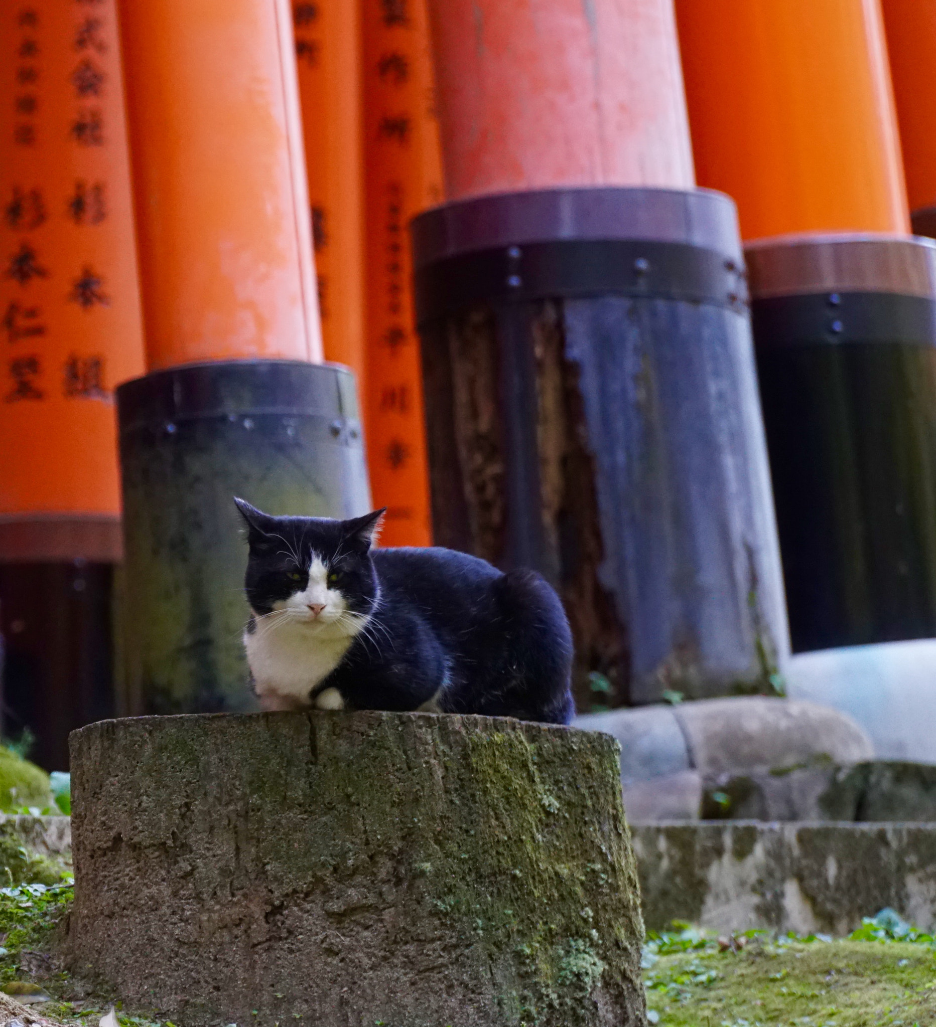 Sony a6300 + Sony E PZ 18-105mm F4 G OSS sample photo. Kyoto-04 photography