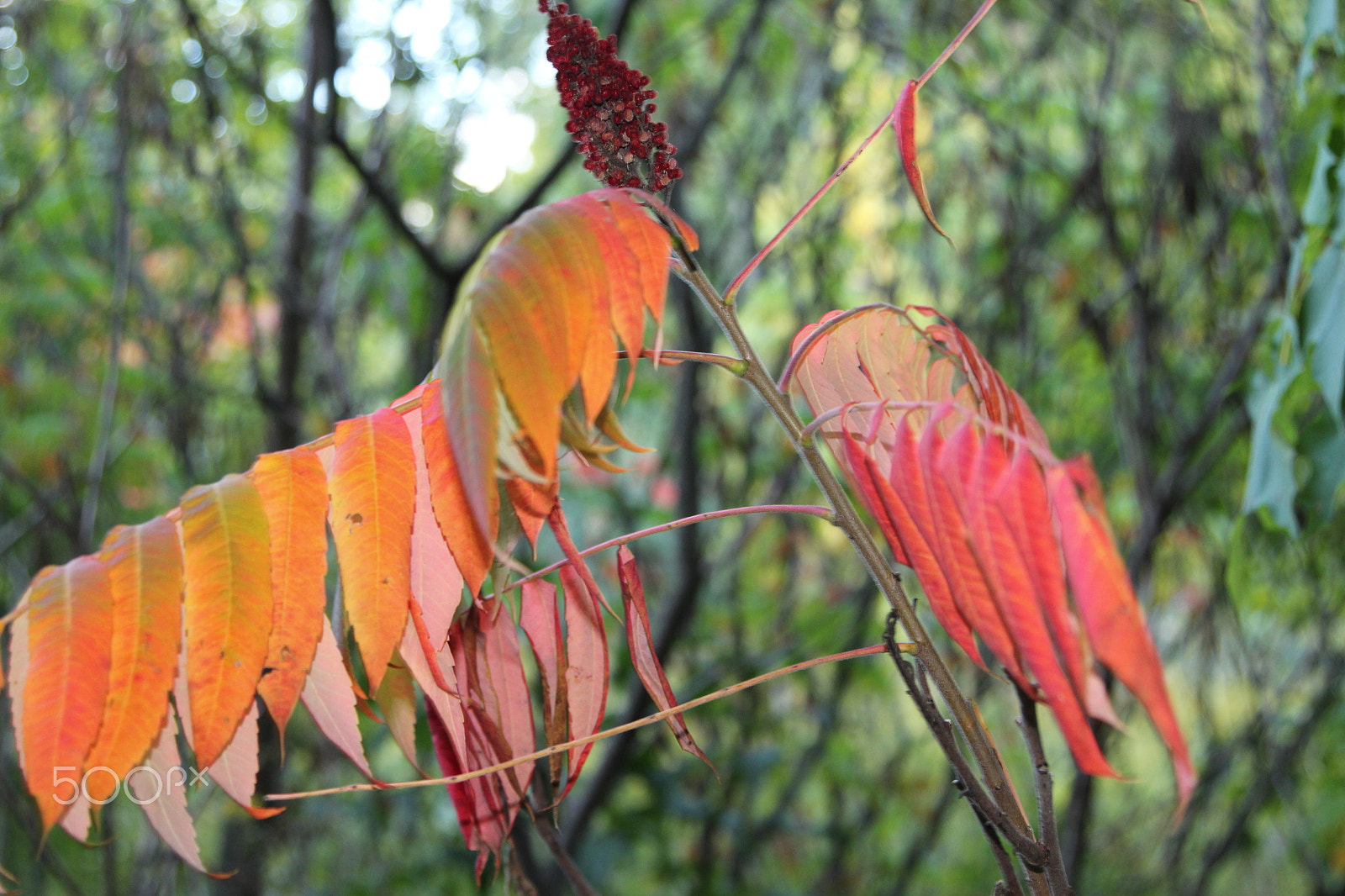 Canon EOS 600D (Rebel EOS T3i / EOS Kiss X5) sample photo. Img photography