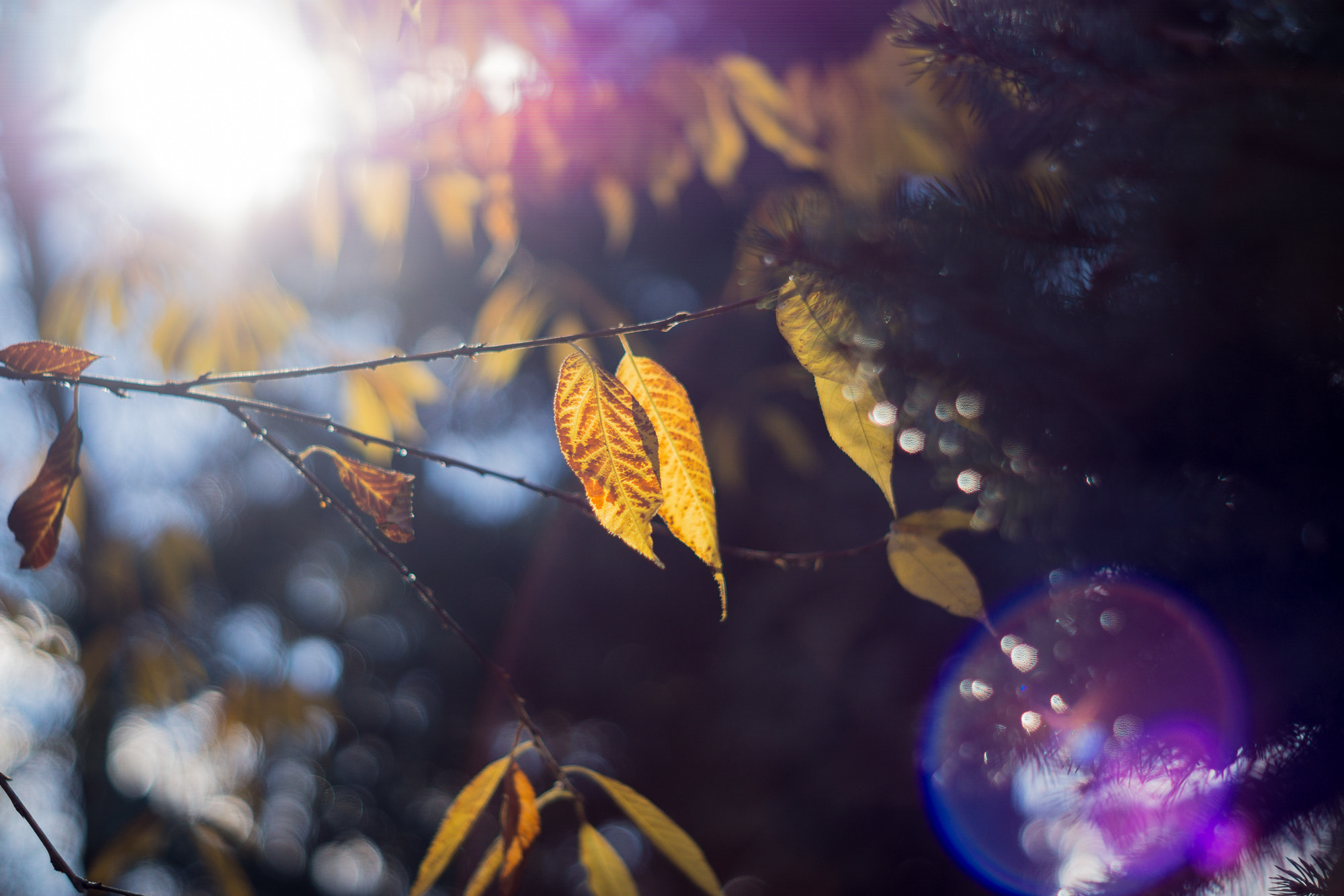 Sony a6000 + Minolta AF 50mm F1.7 sample photo. Leaf in the wind photography