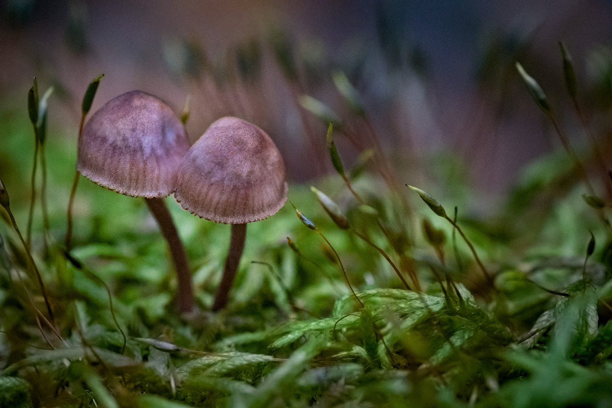 Nikon 1 J4 sample photo. My indian summer - twins photography