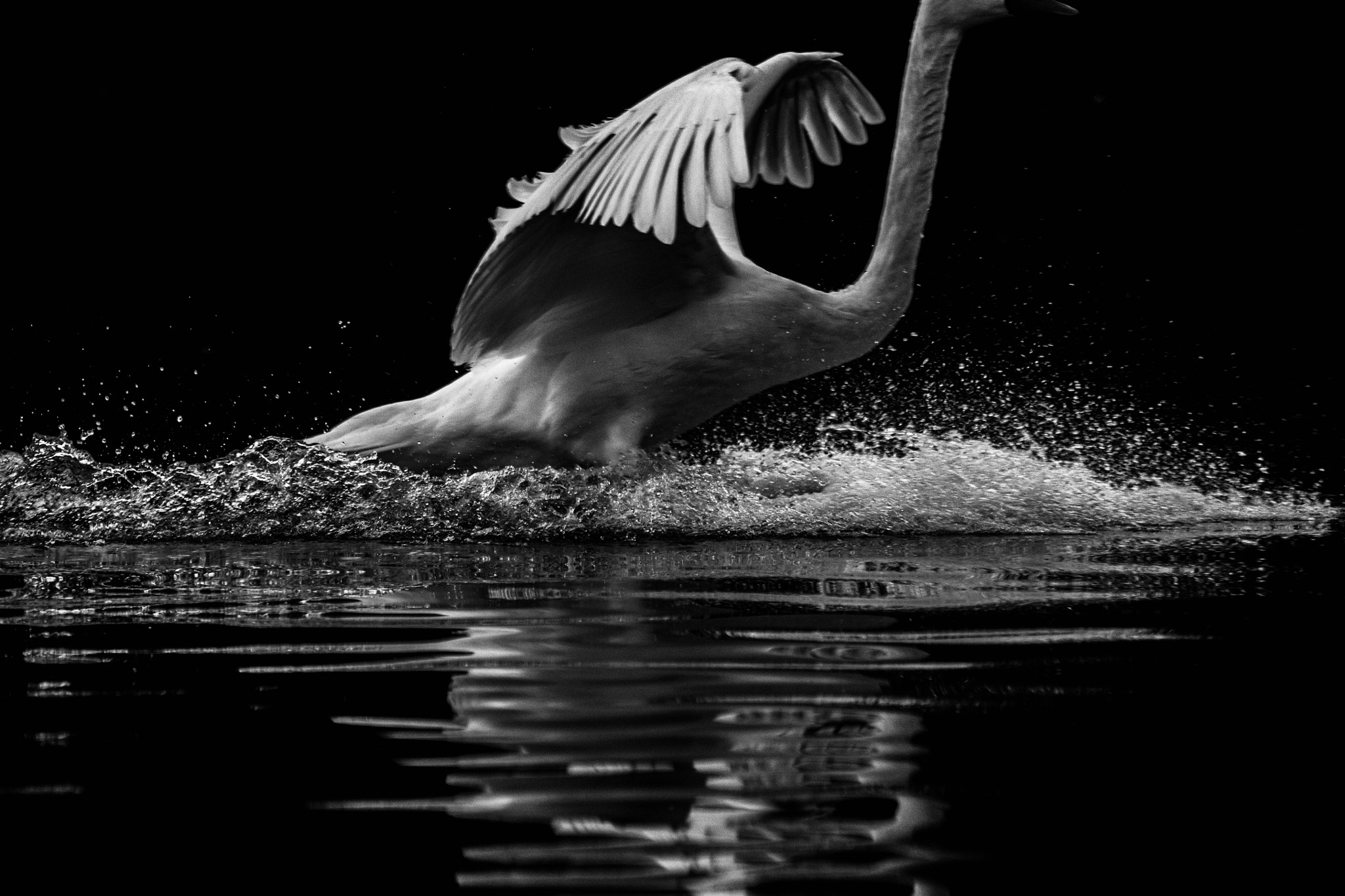 150-600mm F5-6.3 DG OS HSM | Contemporary 015 sample photo. Touchdown photography