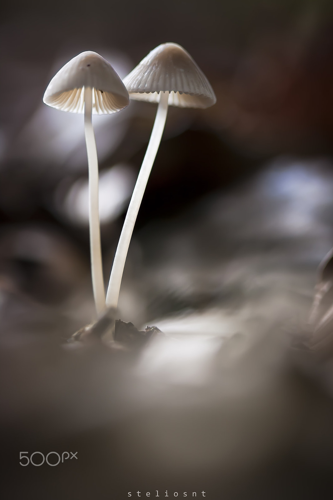 Canon EF 100mm F2.8 Macro USM sample photo. Mashroom photography