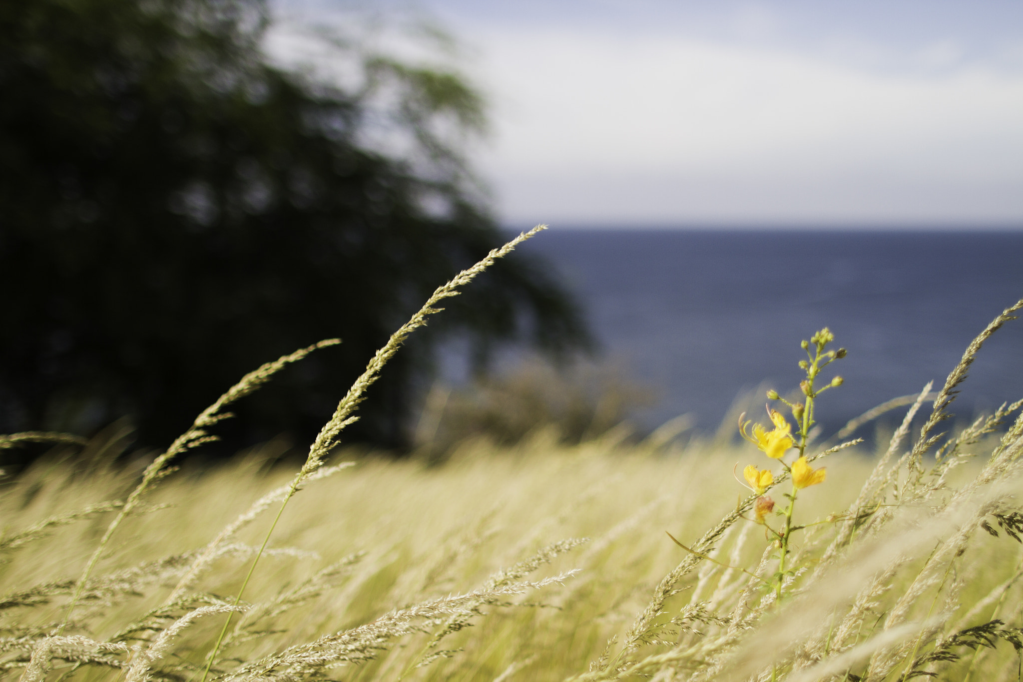 Canon EOS 7D + Canon EF 24mm F1.4L II USM sample photo. Caotinha - benguela photography