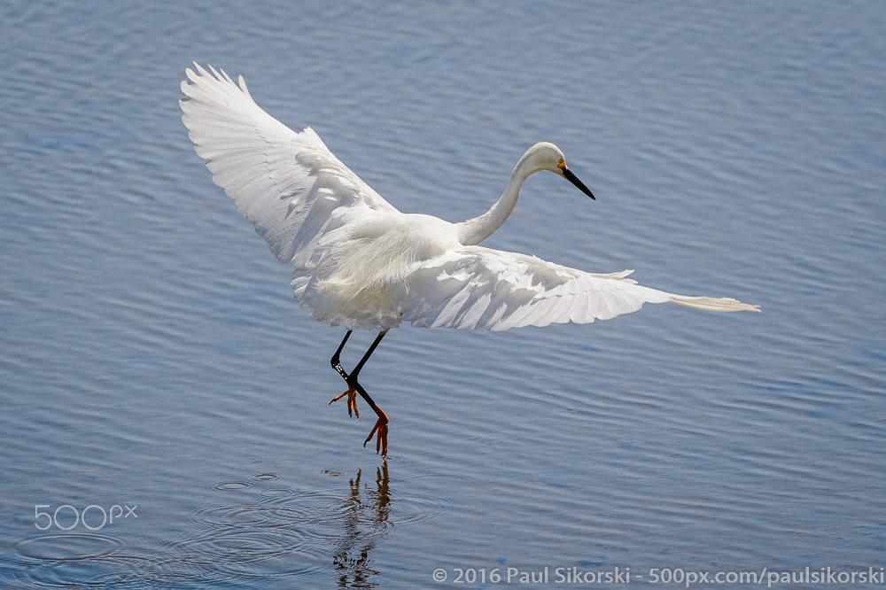 Nikon D4 sample photo. Long lacy plumes photography