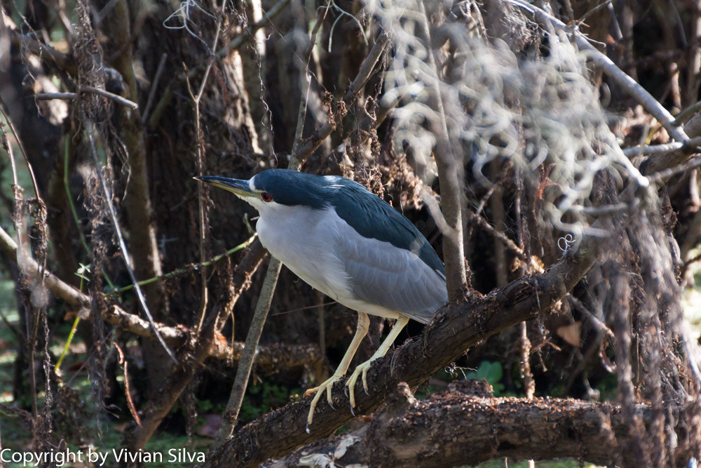 Canon EOS 40D sample photo. Black heron photography