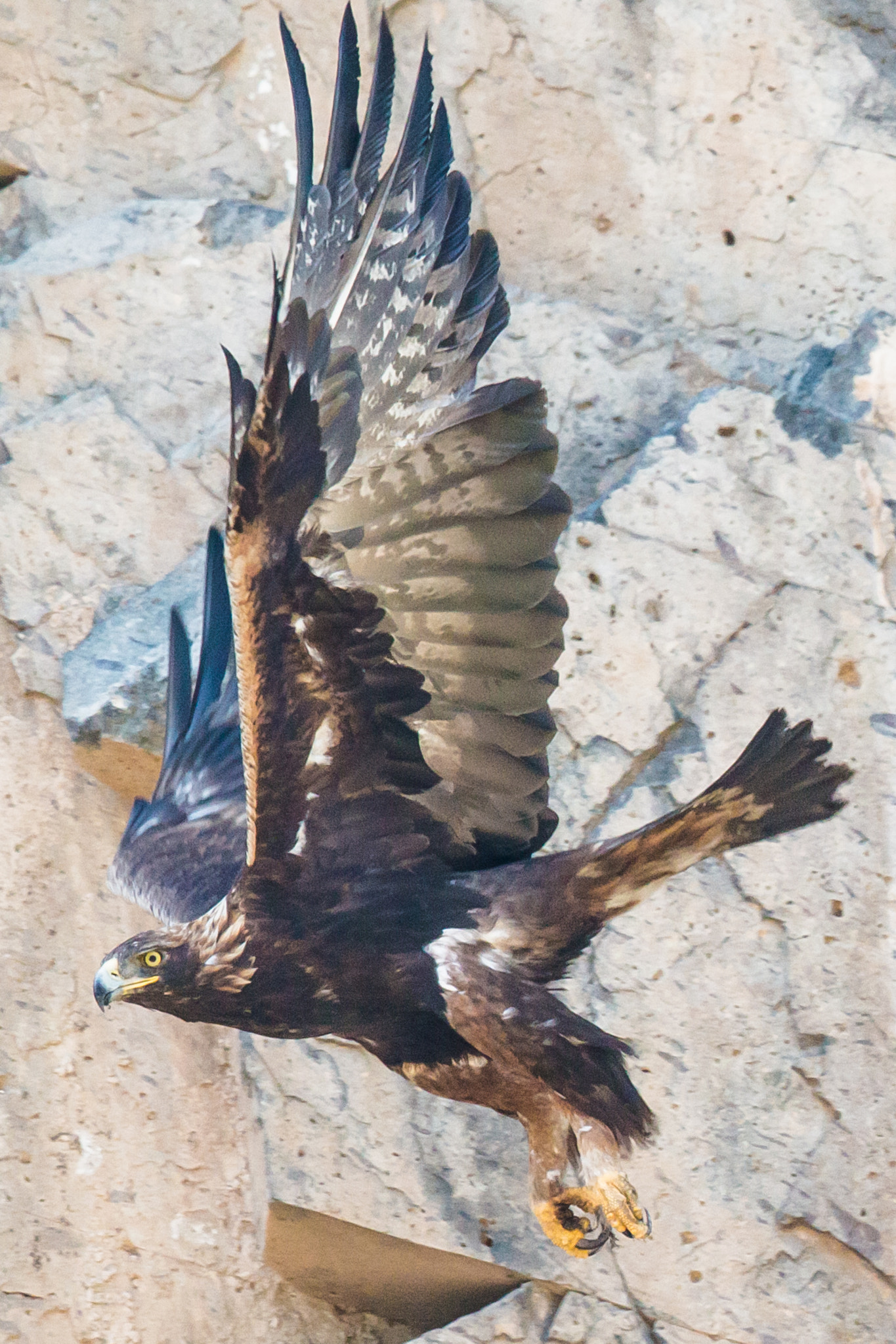 Canon EOS 70D + Canon EF 600mm F4L IS II USM sample photo. Golden eagle photography