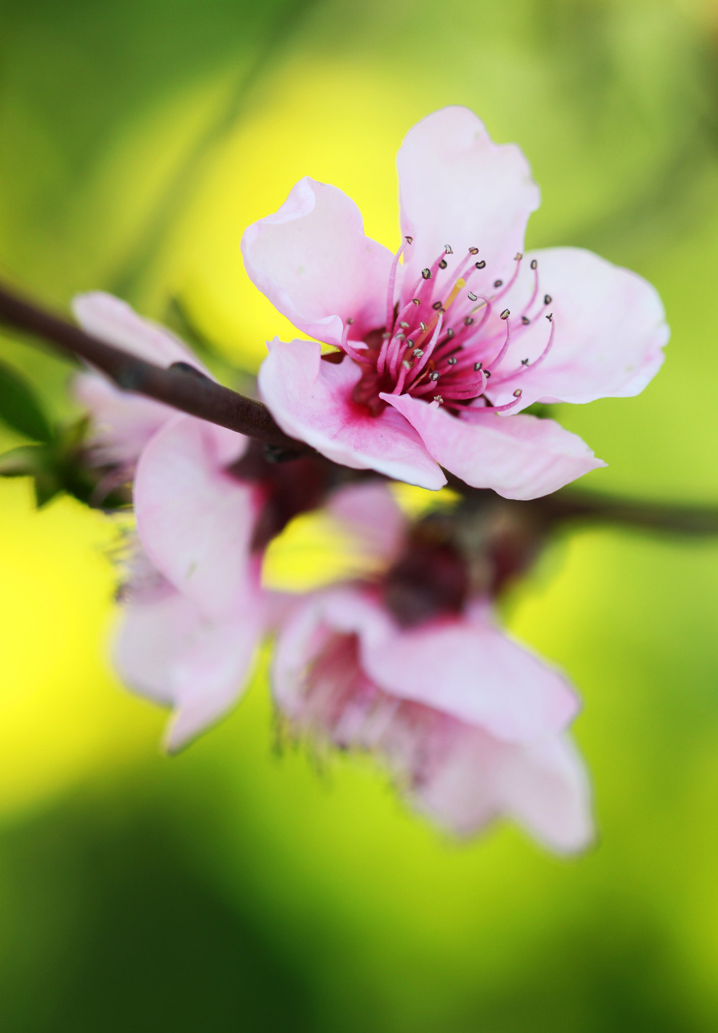 Canon EF 100mm F2.8 Macro USM sample photo. Glow photography