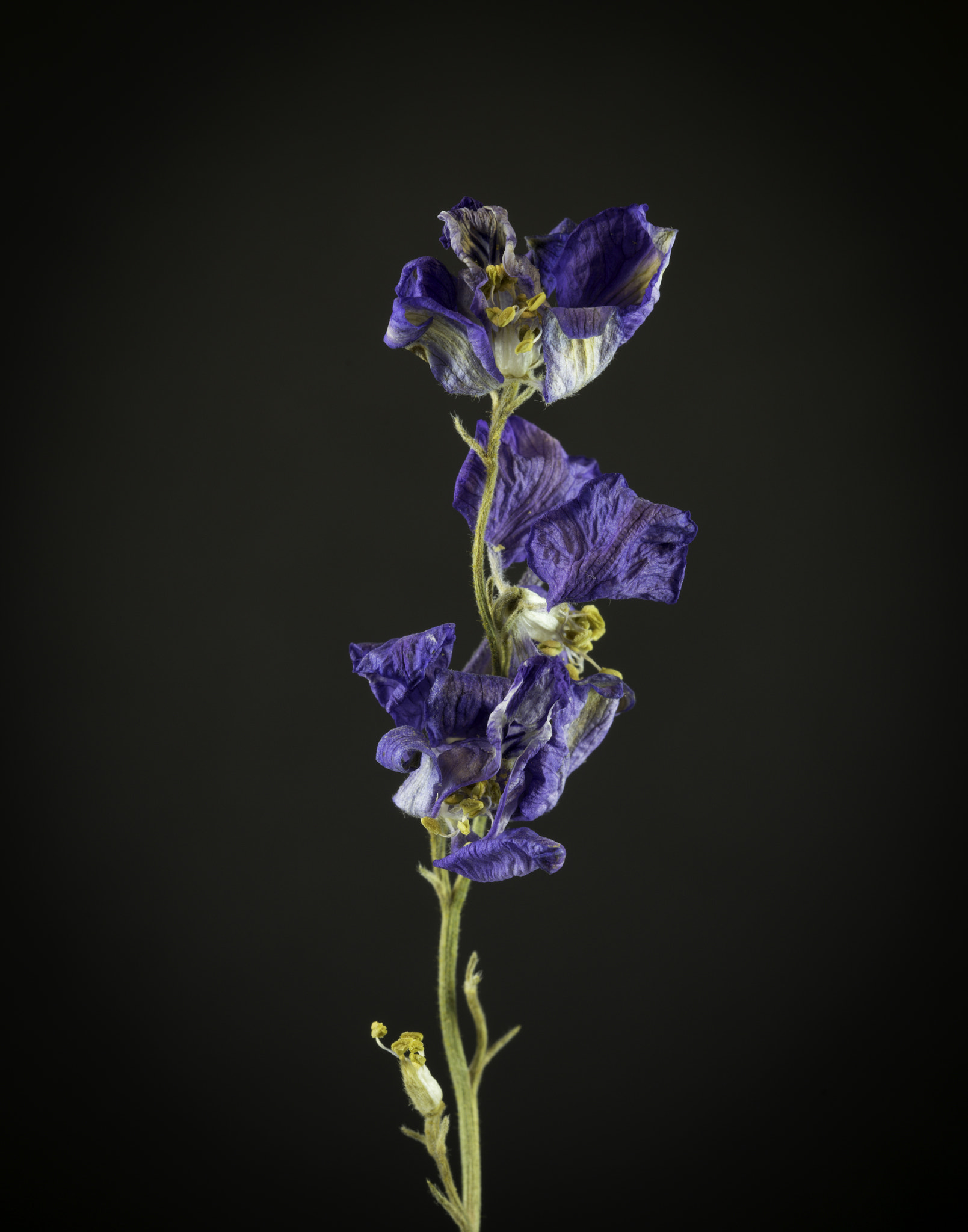 Tamron SP 90mm F2.8 Di VC USD 1:1 Macro (F004) sample photo. Dried purple wildflowers. photography