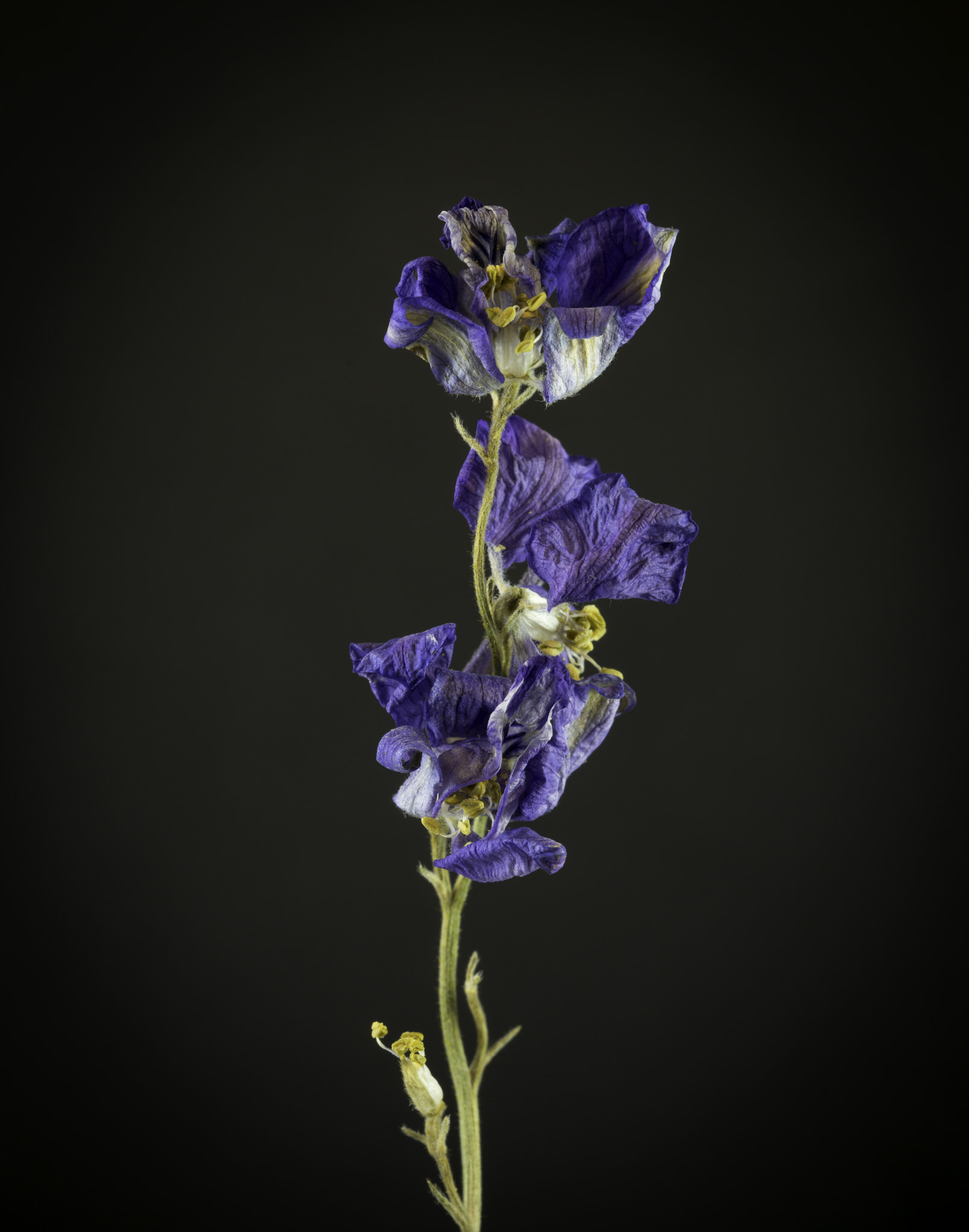 Sony a7 sample photo. Dried purple wildflowers. photography