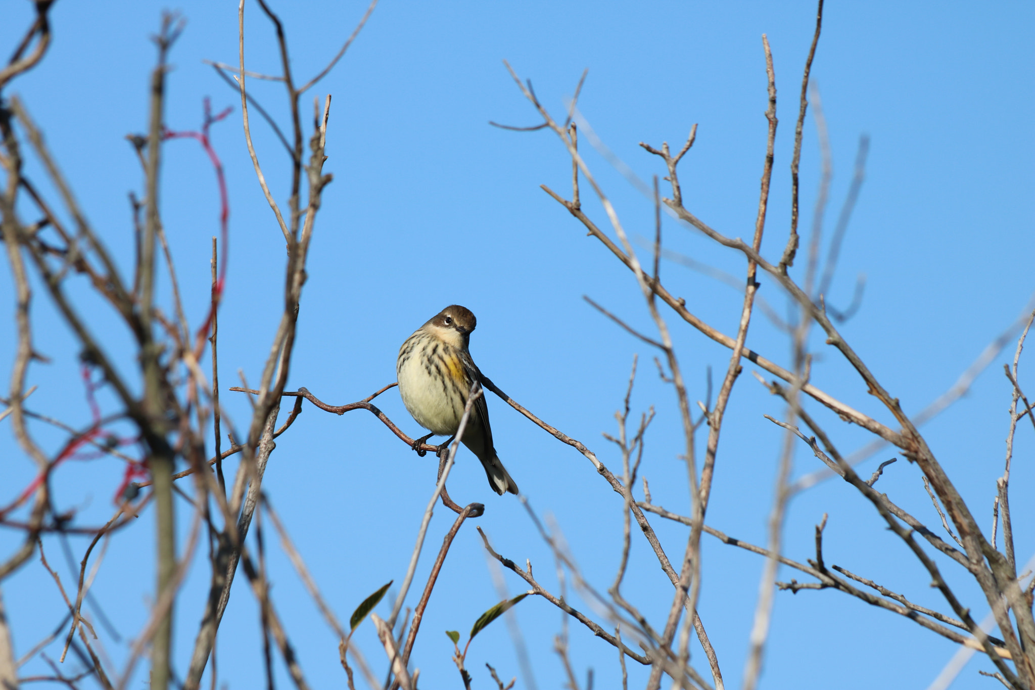 Canon EF 70-300mm F4-5.6 IS USM sample photo