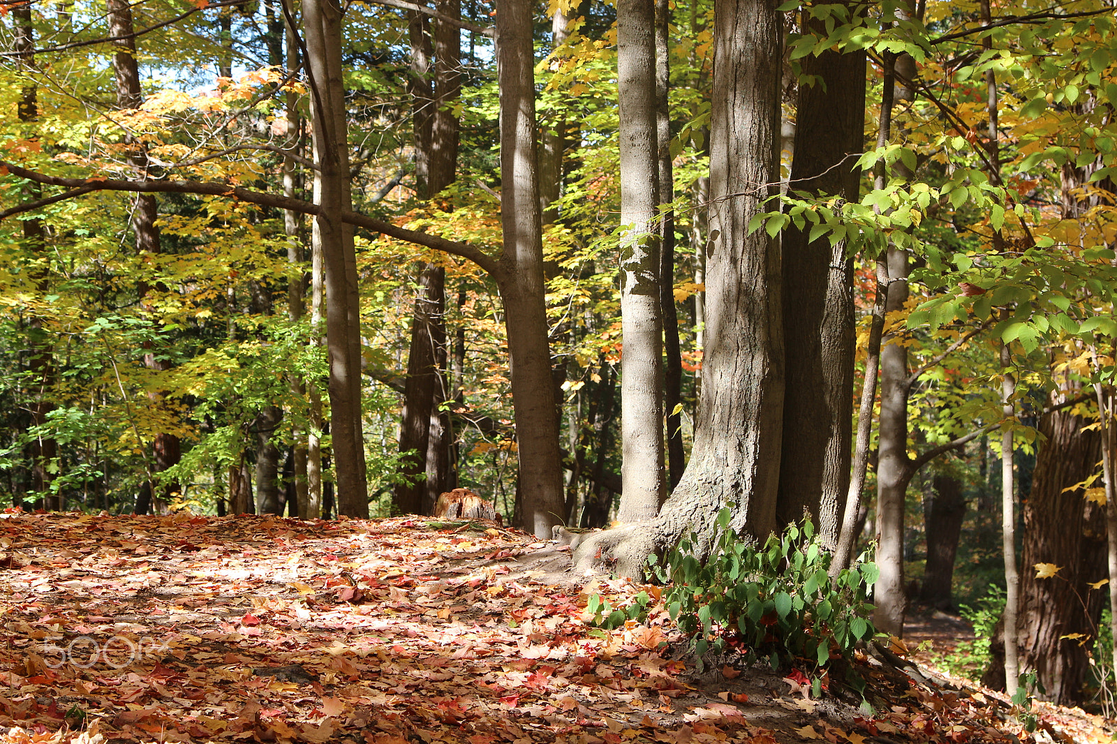 Canon EOS 600D (Rebel EOS T3i / EOS Kiss X5) sample photo. "autumn is a second spring" photography