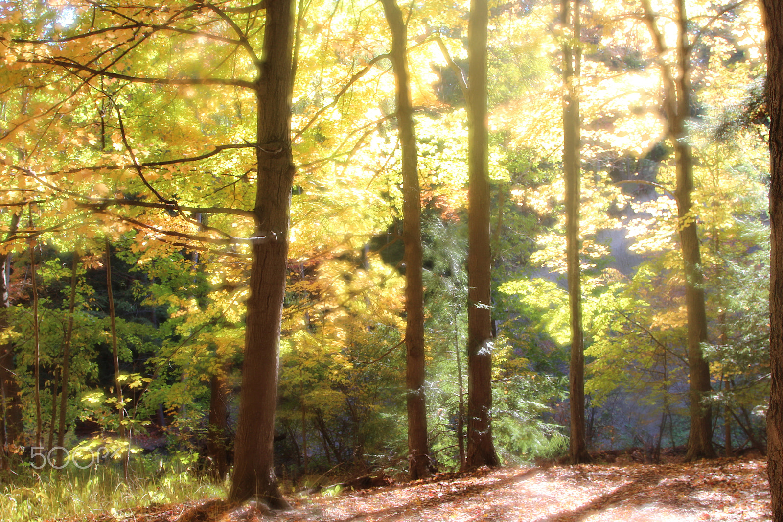 Canon EOS 600D (Rebel EOS T3i / EOS Kiss X5) sample photo. "autumn is a second spring" photography