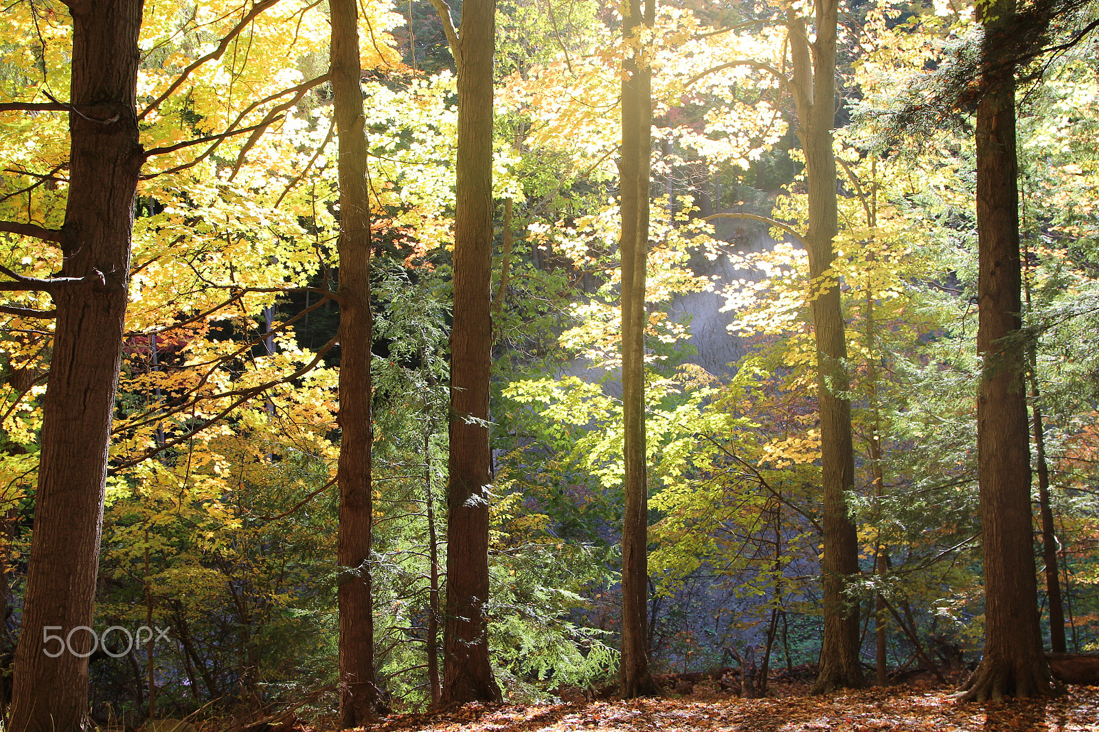 Canon EOS 600D (Rebel EOS T3i / EOS Kiss X5) sample photo. "autumn is a second spring" photography