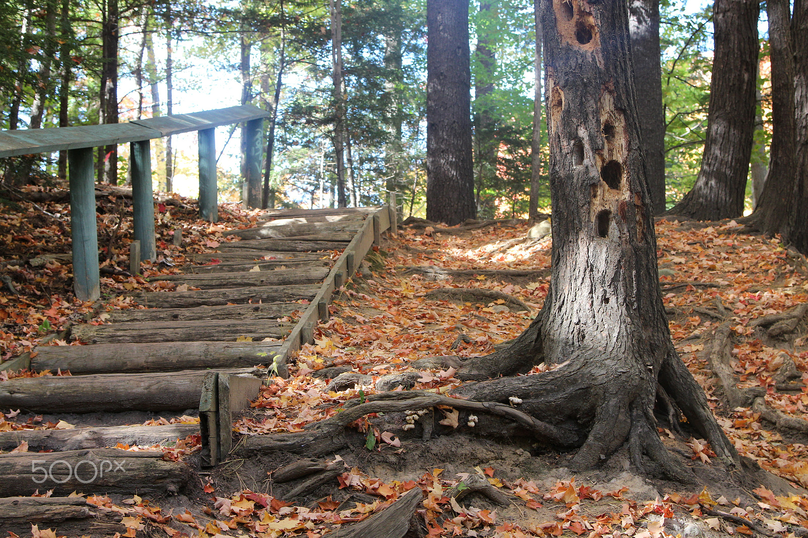 Canon EOS 600D (Rebel EOS T3i / EOS Kiss X5) sample photo. "autumn is a second spring" photography
