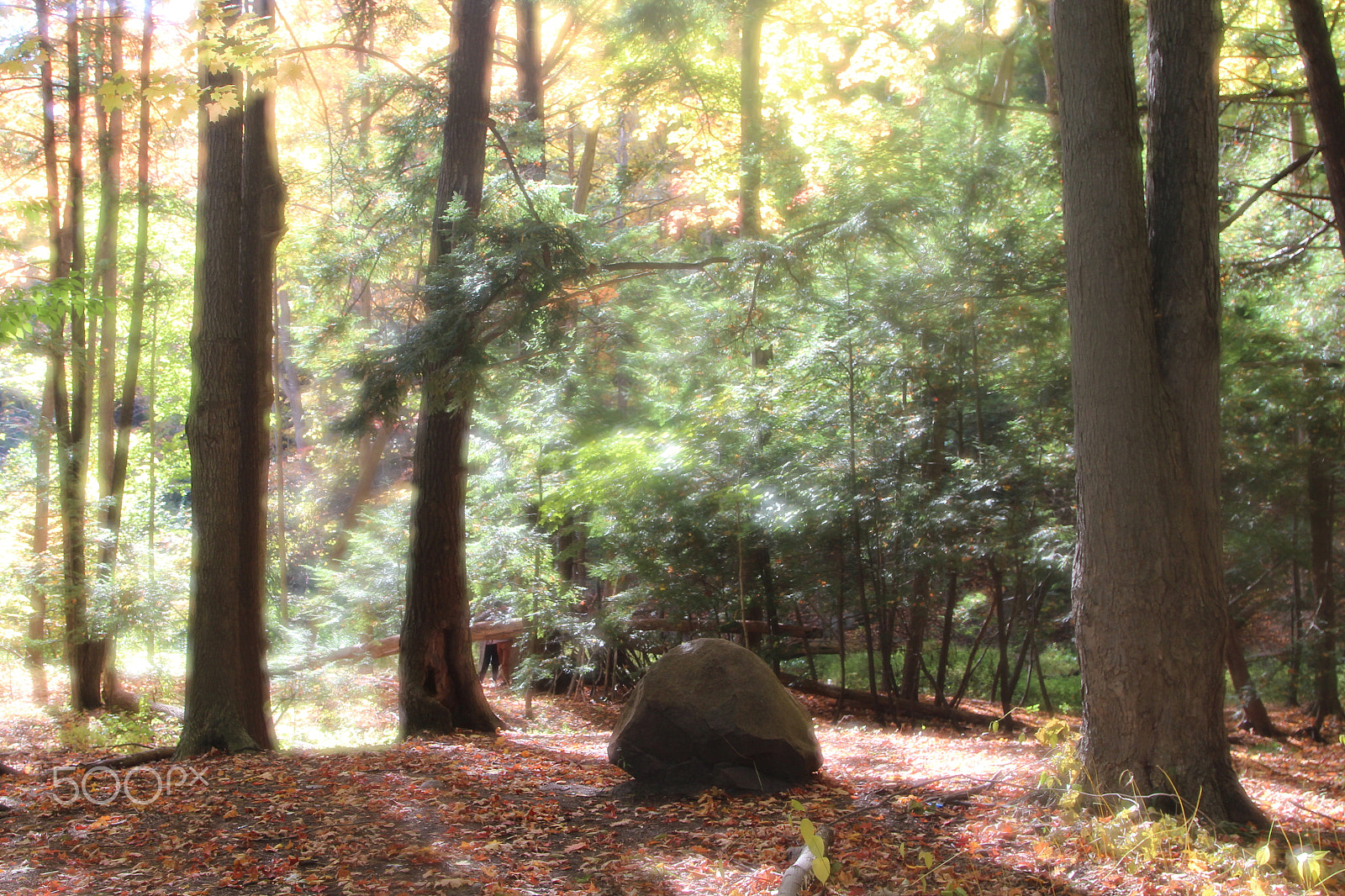 Canon EOS 600D (Rebel EOS T3i / EOS Kiss X5) sample photo. "autumn is a second spring" photography