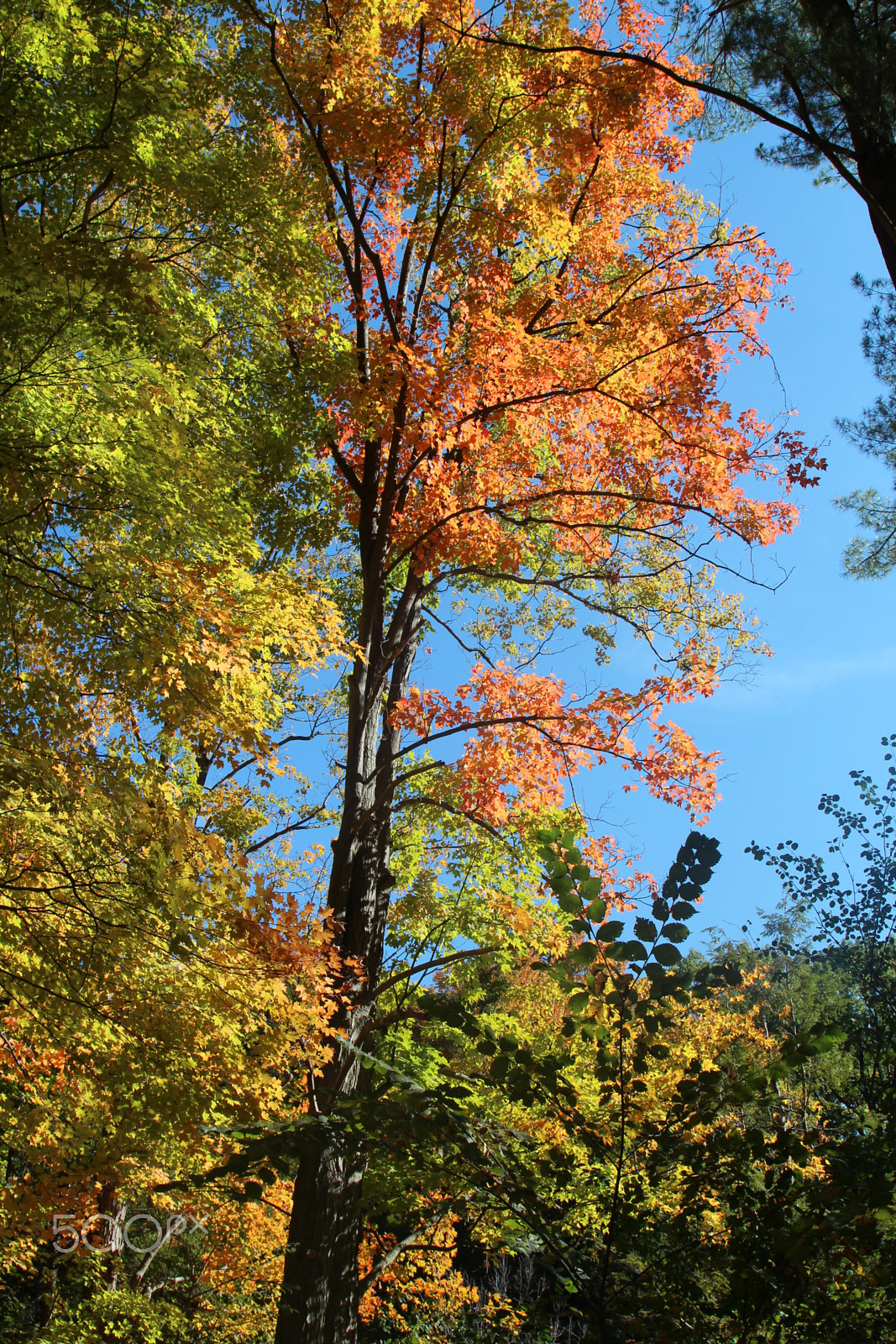 Canon EOS 600D (Rebel EOS T3i / EOS Kiss X5) sample photo. "autumn is a second spring" photography