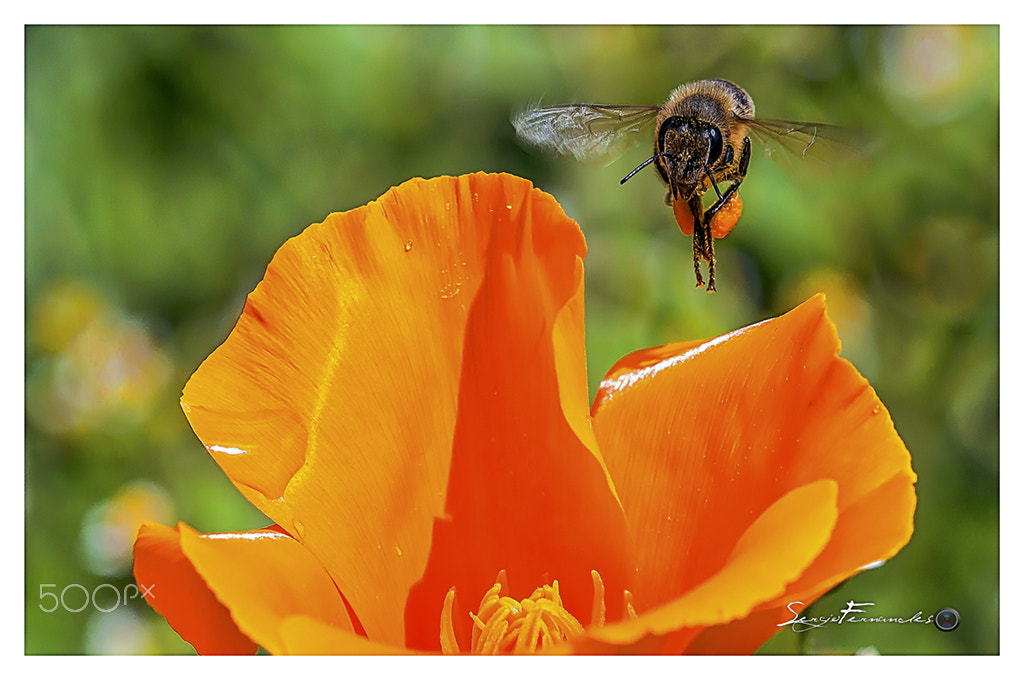 Canon EF 100mm F2.8 Macro USM sample photo. Abelha em voo photography