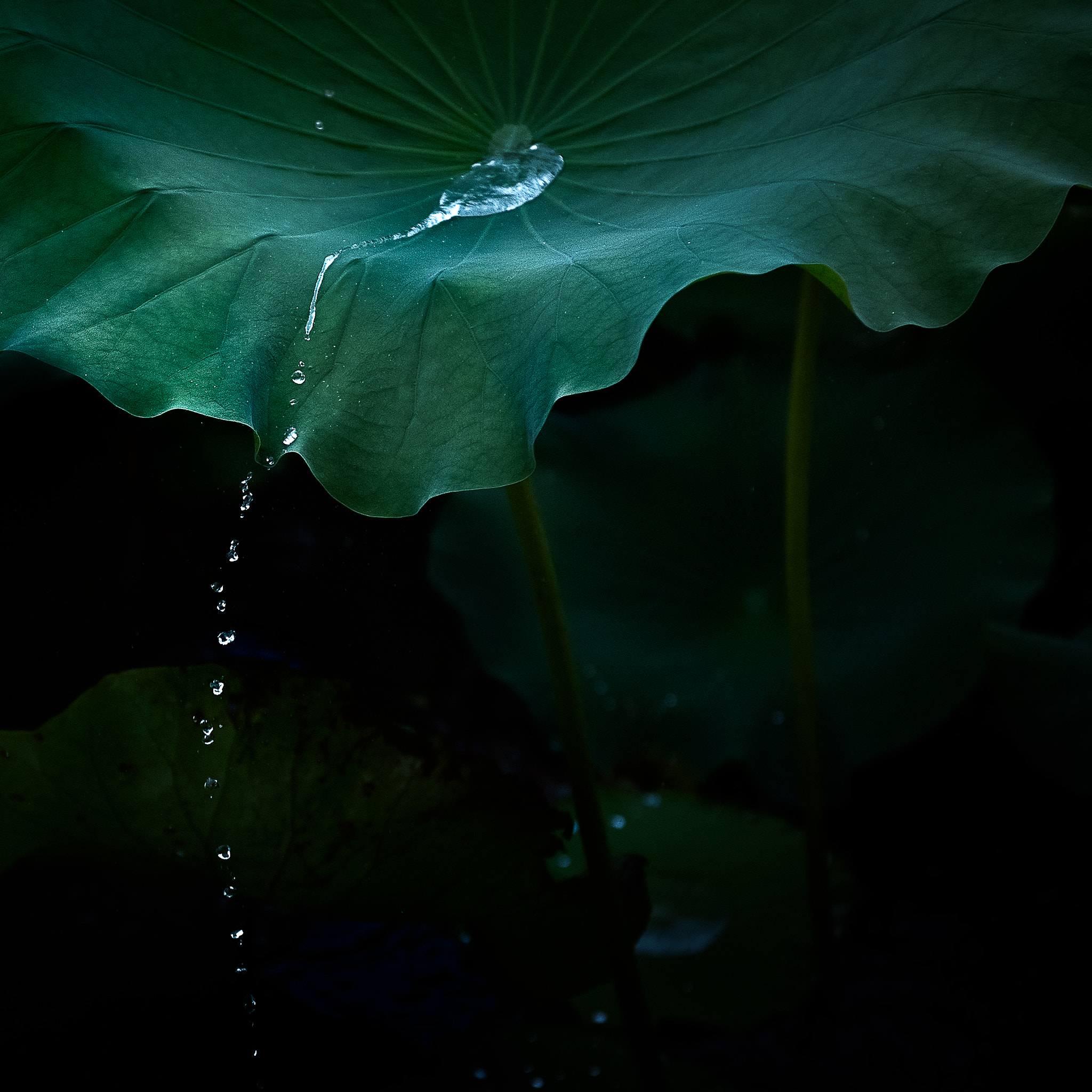 Nikon AF-S Nikkor 24-70mm F2.8E ED VR sample photo. Lotus leaf photography