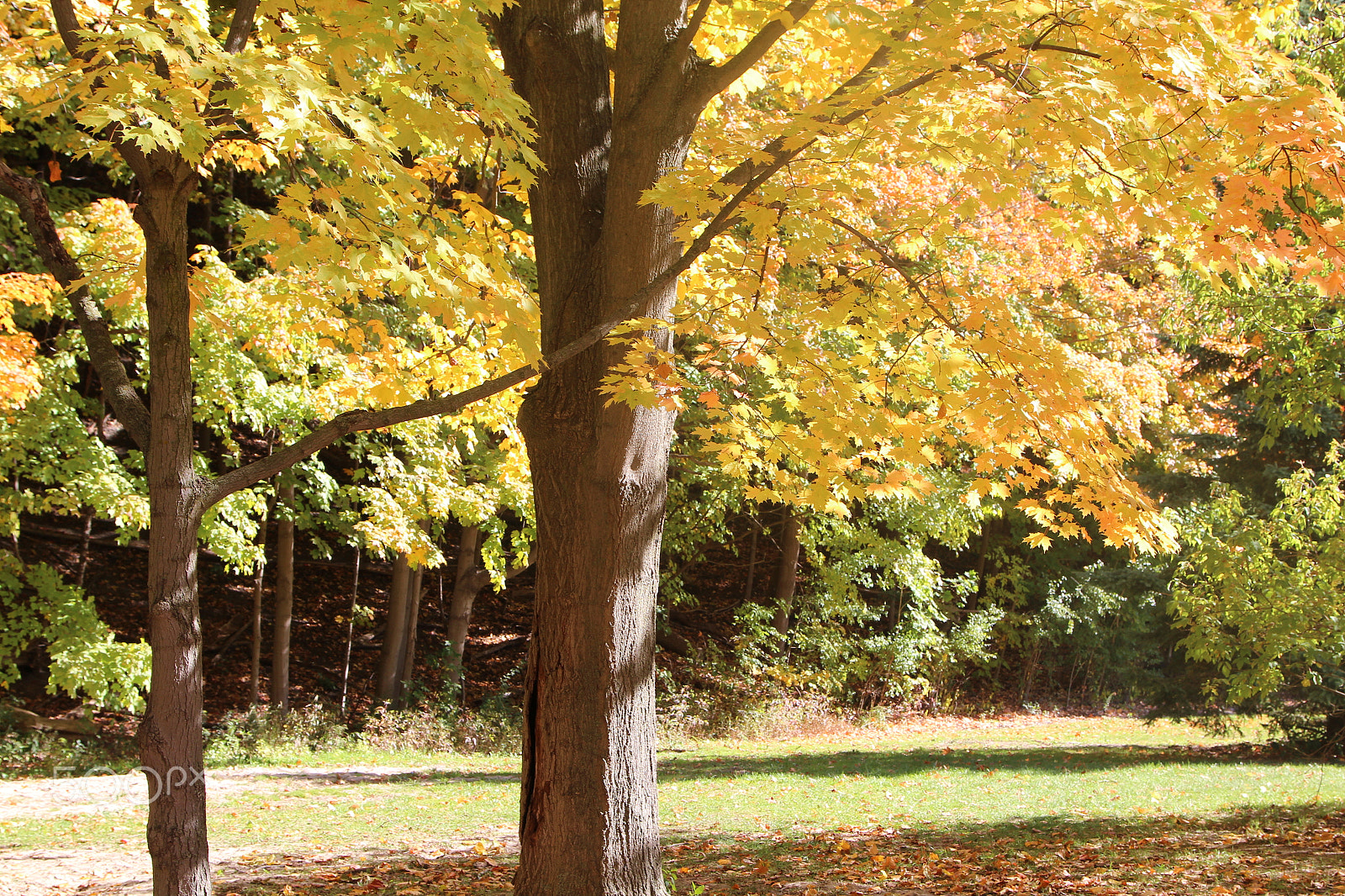 Canon EOS 600D (Rebel EOS T3i / EOS Kiss X5) sample photo. "autumn is a second spring" photography