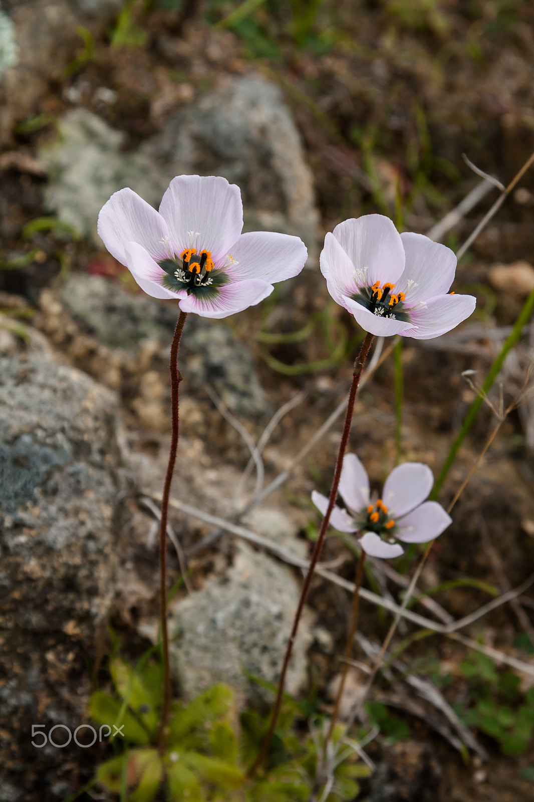 Canon EF-S 17-85mm F4-5.6 IS USM sample photo. Sundew plant (drosera pauciflora) photography