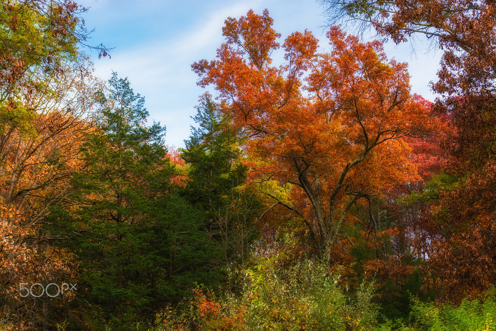 Sigma 17-70mm F2.8-4 DC Macro OS HSM sample photo. Autumn vibrance photography