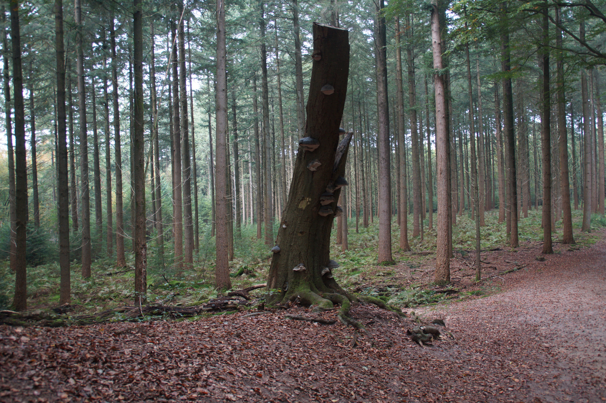 Sony DT 18-200mm F3.5-6.3 sample photo. Dsc photography