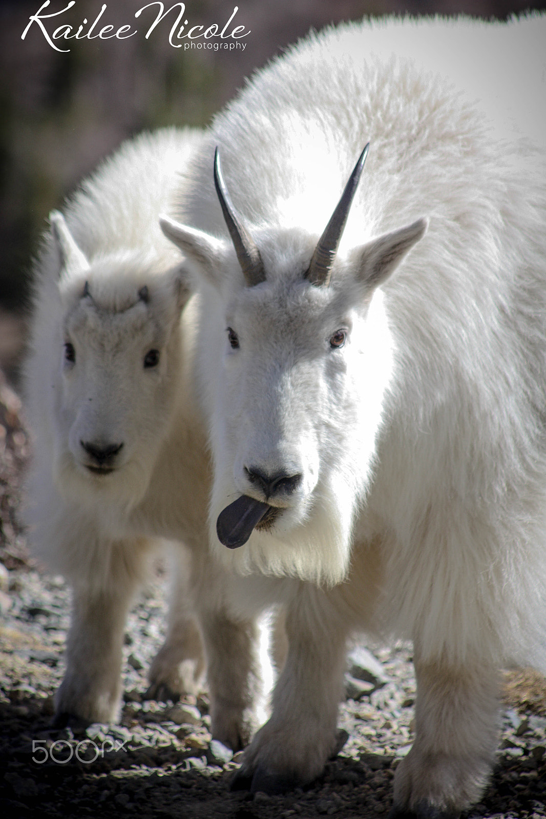 Canon EOS 450D (EOS Rebel XSi / EOS Kiss X2) sample photo. Mountain goat family photography