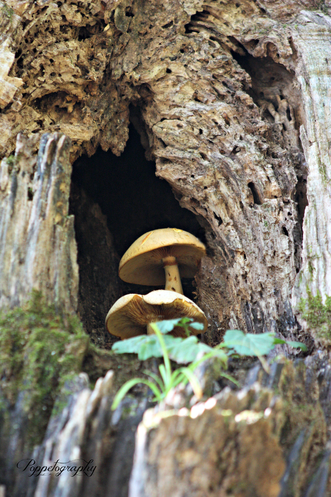 Canon EOS 450D (EOS Rebel XSi / EOS Kiss X2) sample photo. Hollow world photography