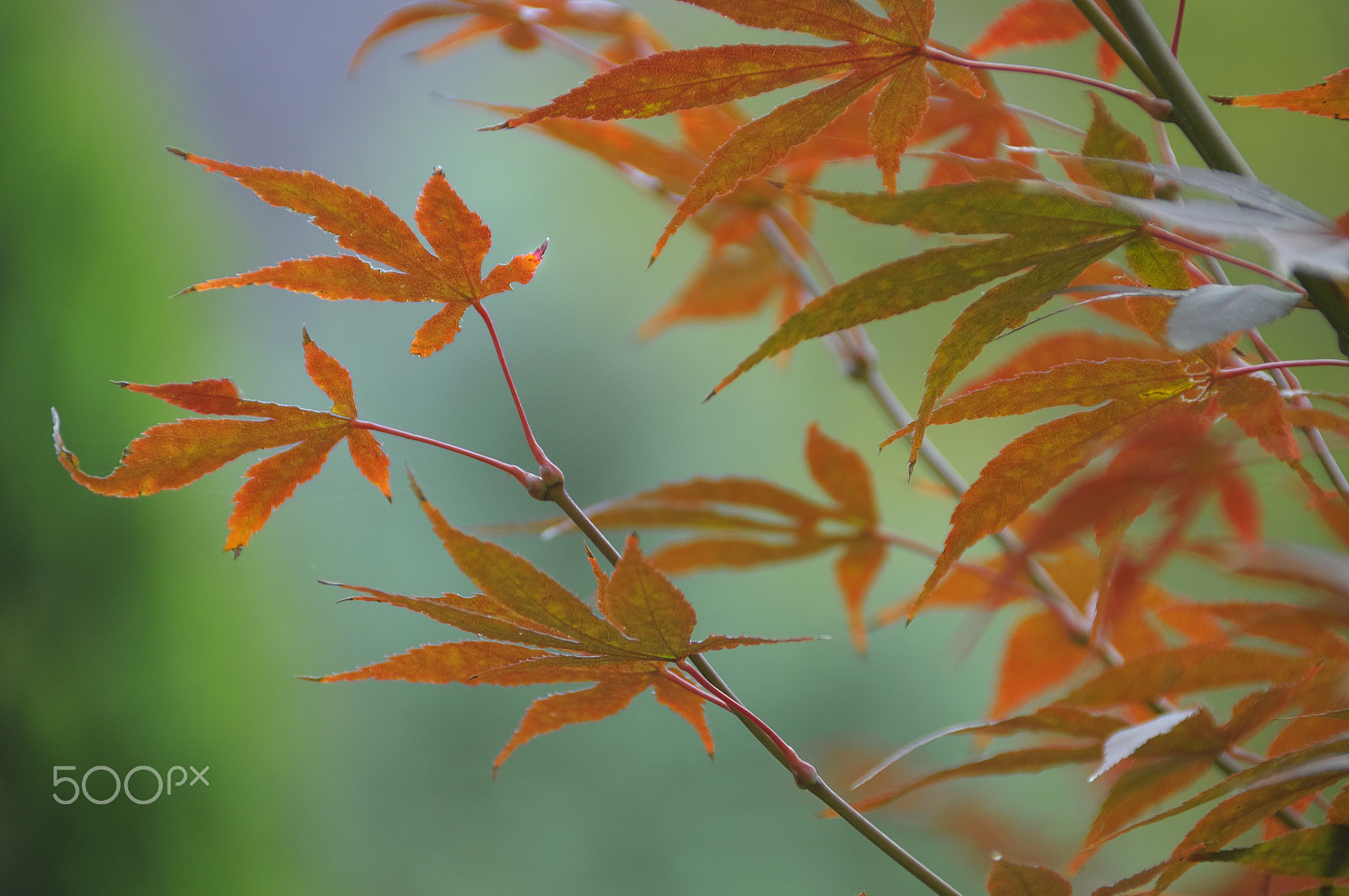 Nikon D5000 sample photo. Tale of jungle (with autumn background) photography