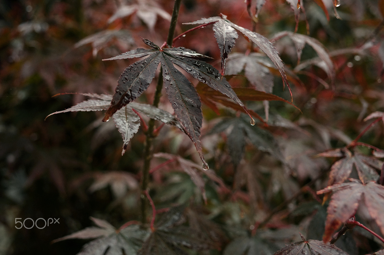 Nikon D5000 sample photo. Tale of jungle (with autumn background) photography