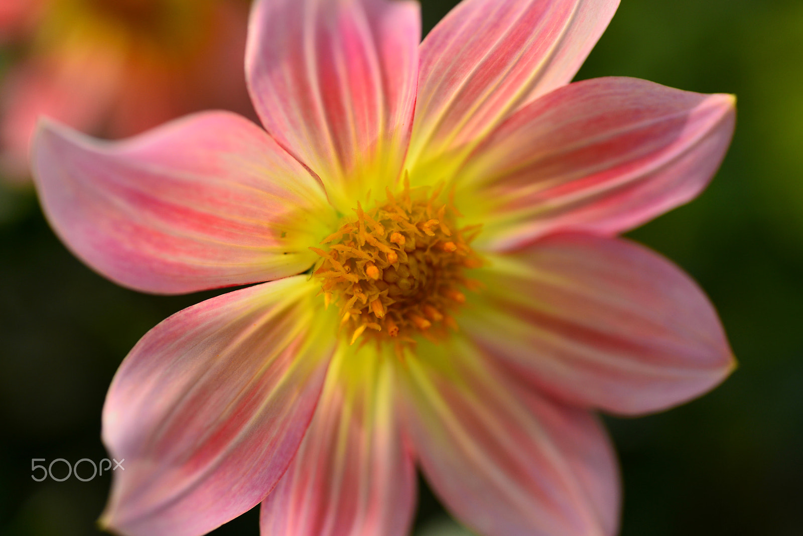 Nikon D600 sample photo. Bathed in the sunlight photography