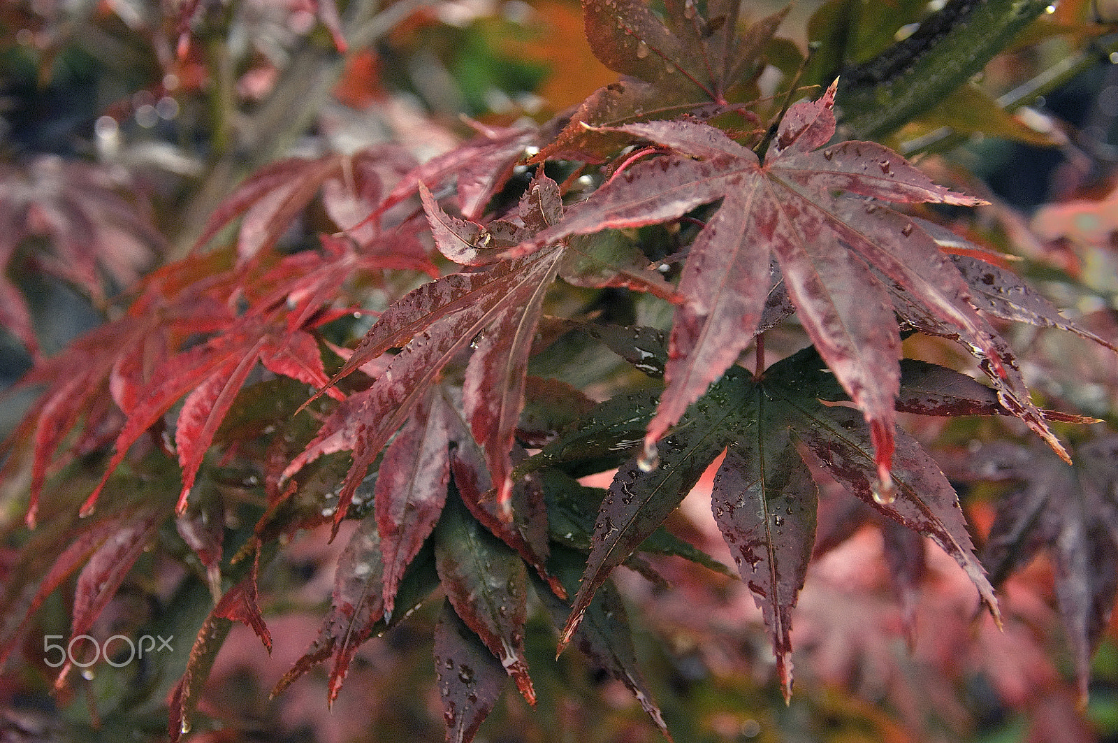 Nikon D5000 sample photo. Tale of jungle (with autumn background) photography