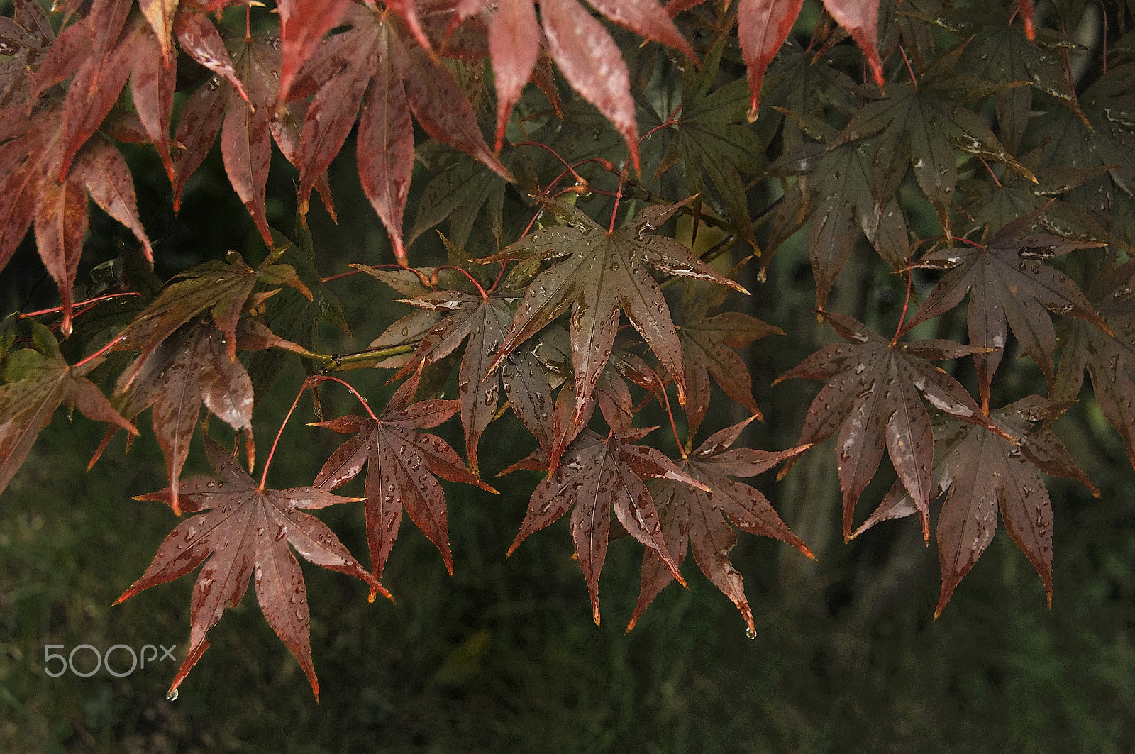 Nikon D5000 sample photo. Tale of jungle (with autumn background) photography