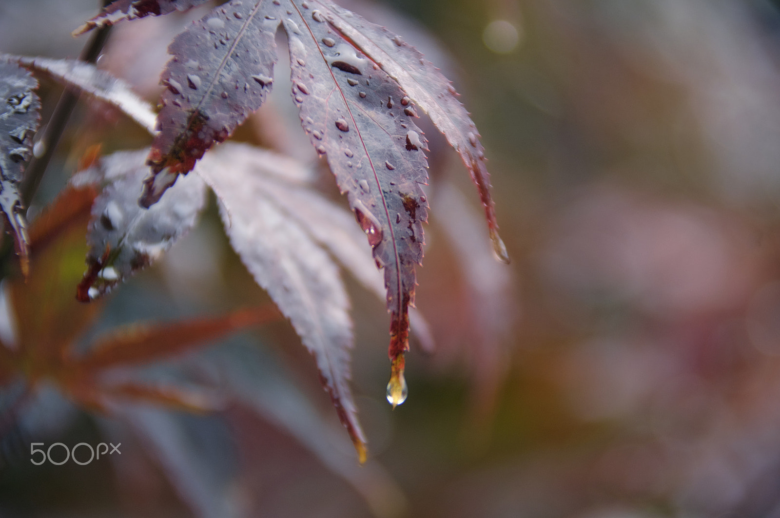 Nikon D5000 sample photo. Tale of jungle (with autumn background) photography