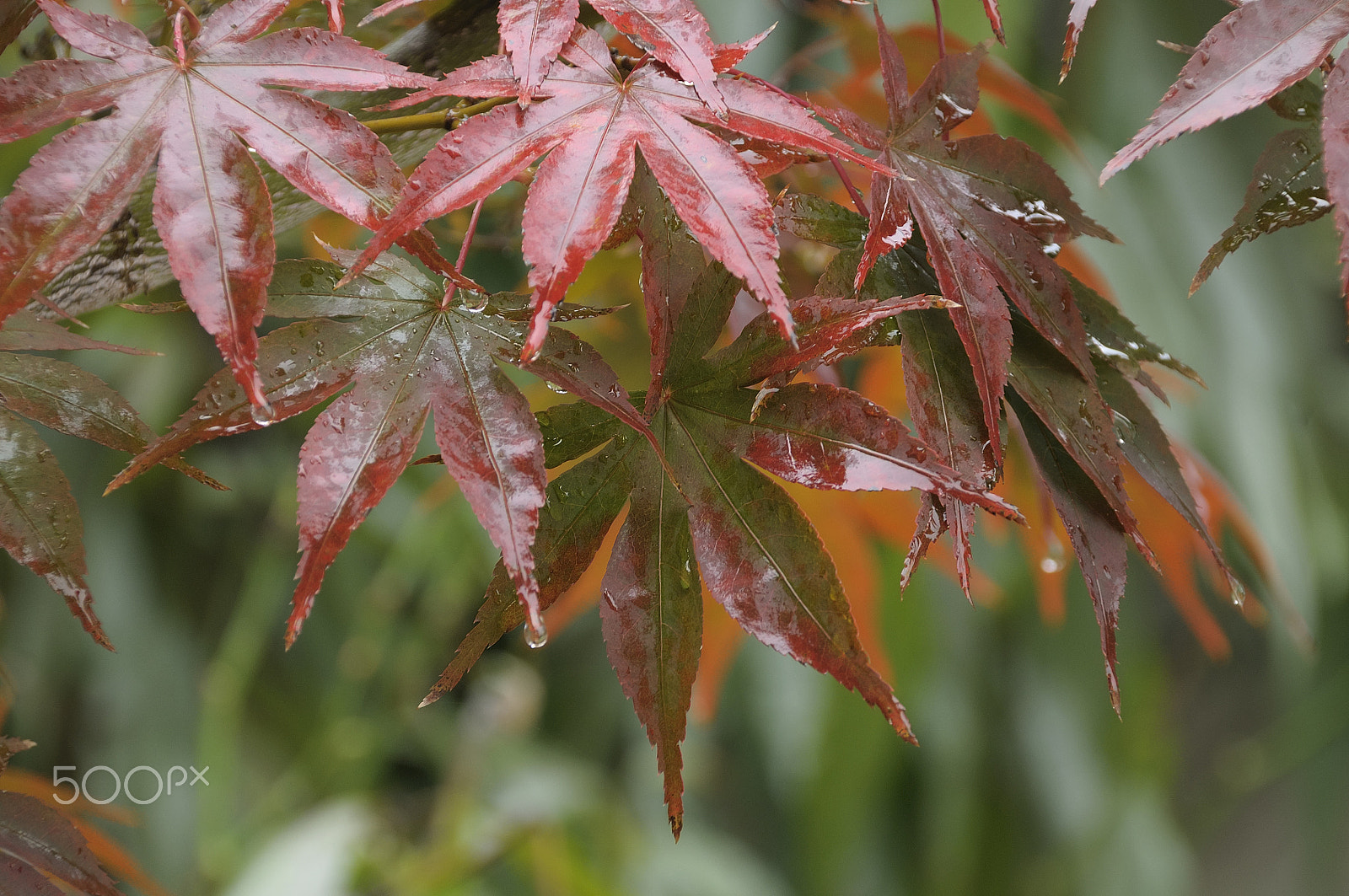 Nikon D5000 sample photo. Tale of jungle (with autumn background) photography