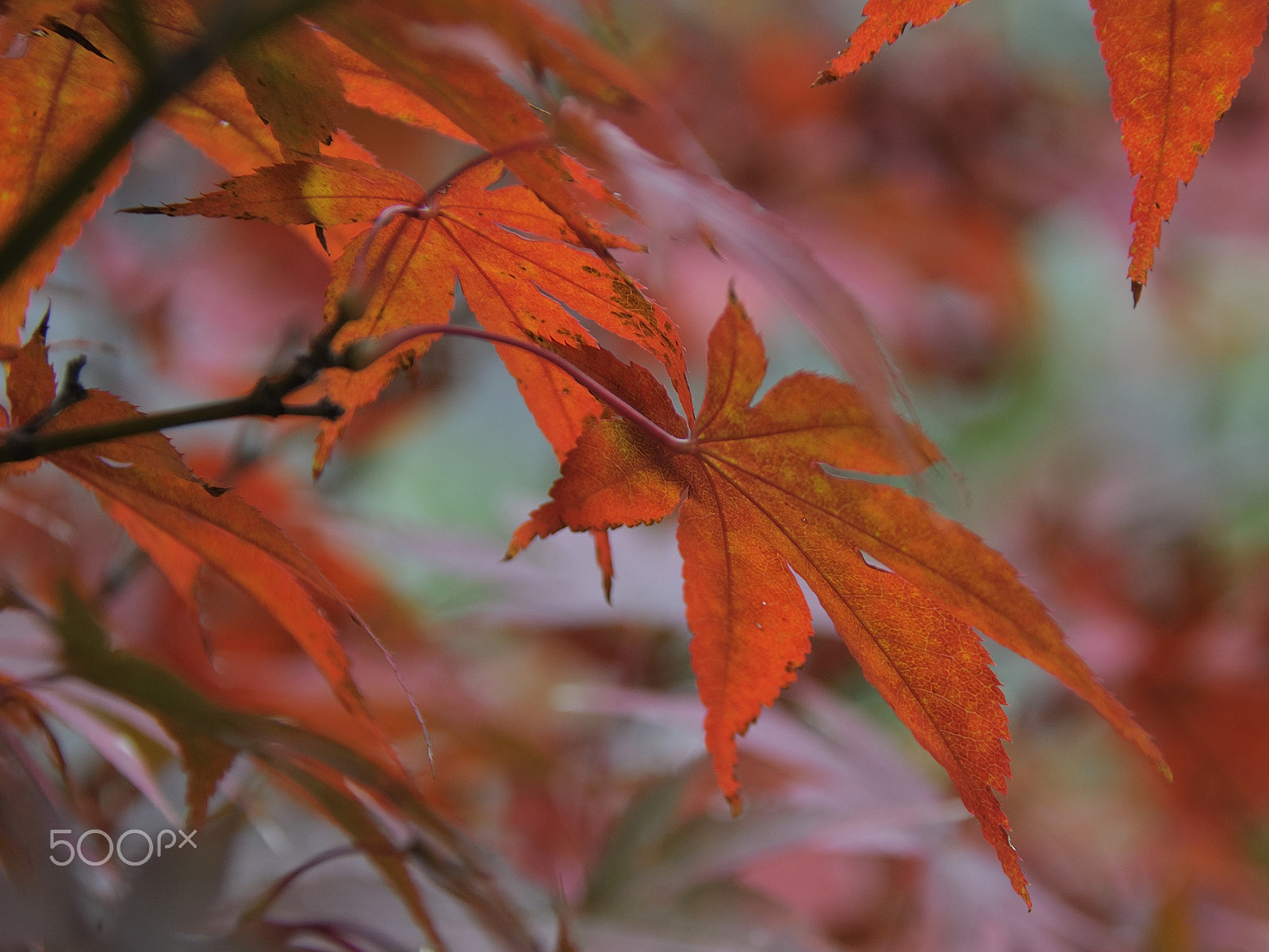 Nikon D5000 sample photo. Tale of jungle (with autumn background) photography