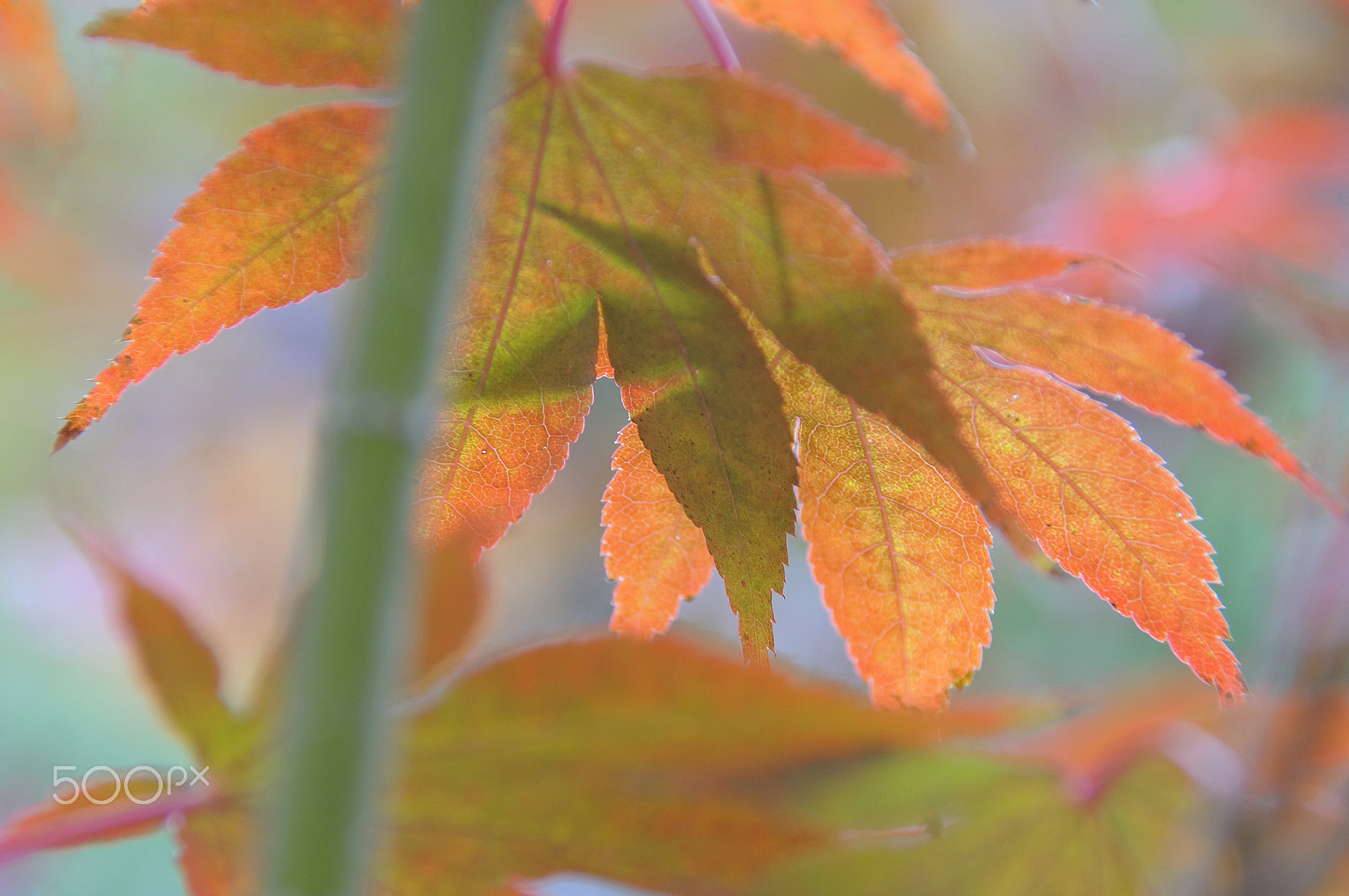 Nikon D5000 sample photo. Tale of jungle (with autumn background) photography
