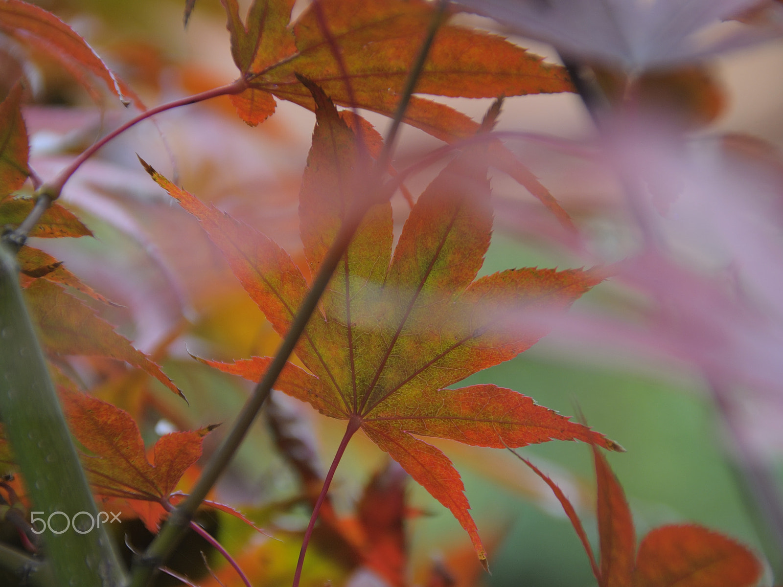 Nikon D5000 sample photo. Tale of jungle (with autumn background) photography