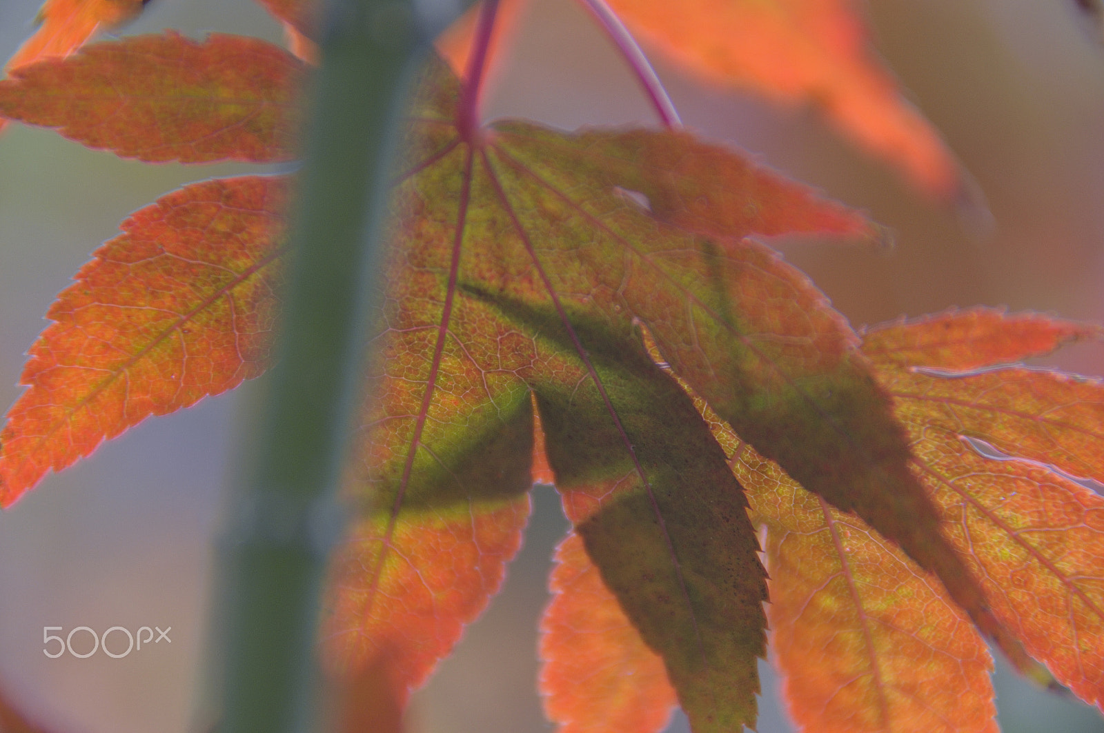 Nikon D5000 sample photo. Tale of jungle (with autumn background) photography