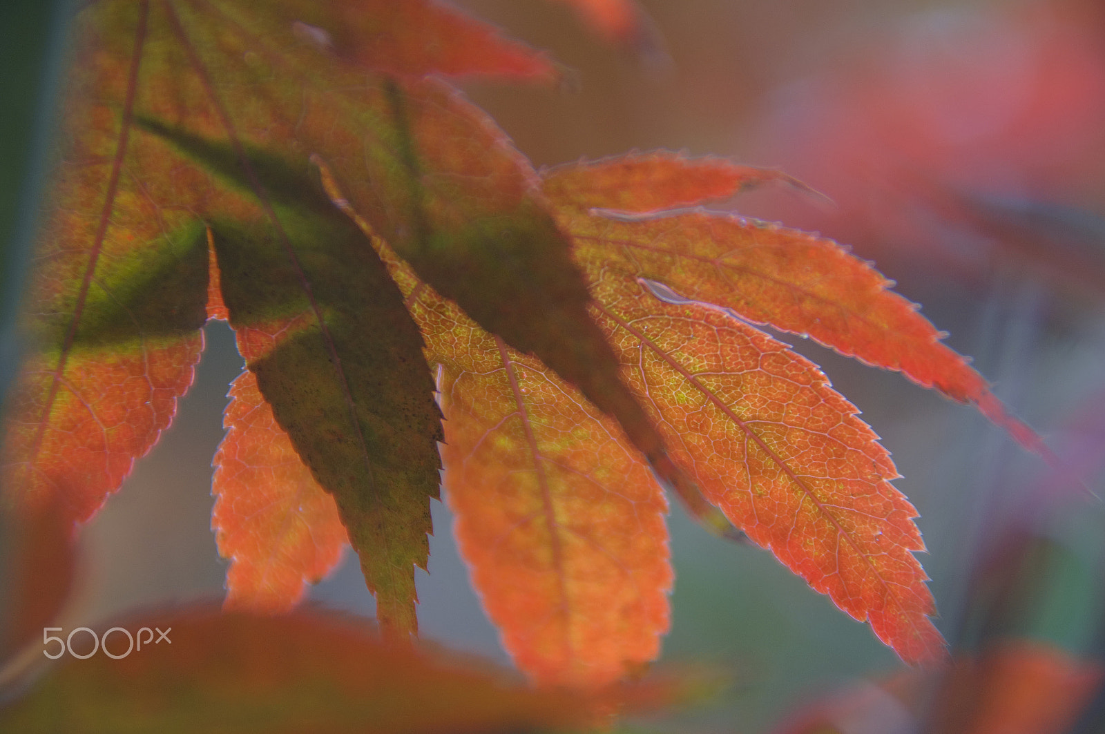 Nikon D5000 sample photo. Tale of jungle (with autumn background) photography