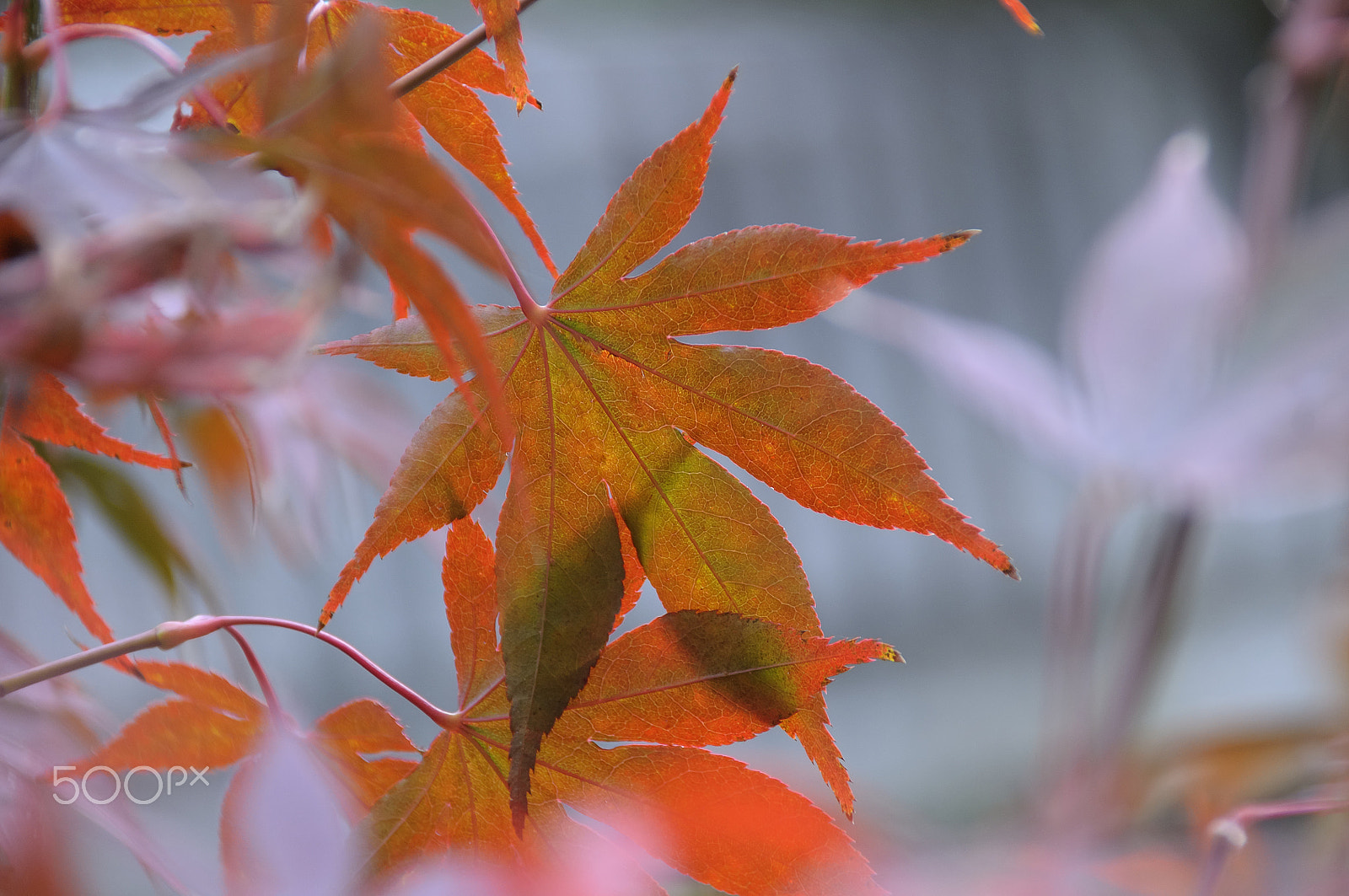 Nikon D5000 sample photo. Tale of jungle (with autumn background) photography